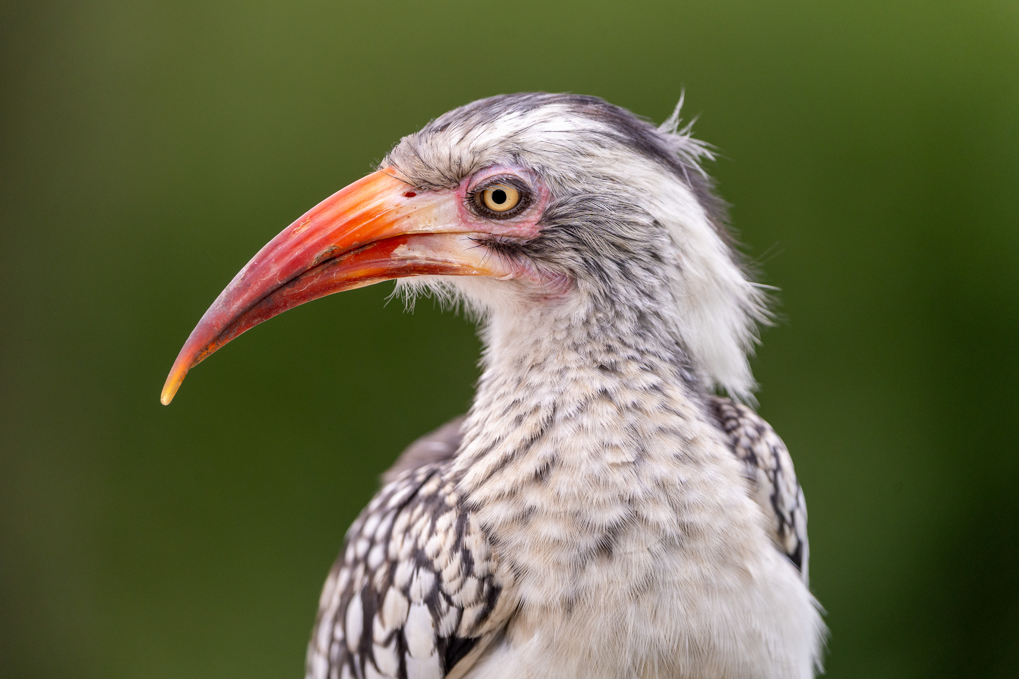 Zazu
