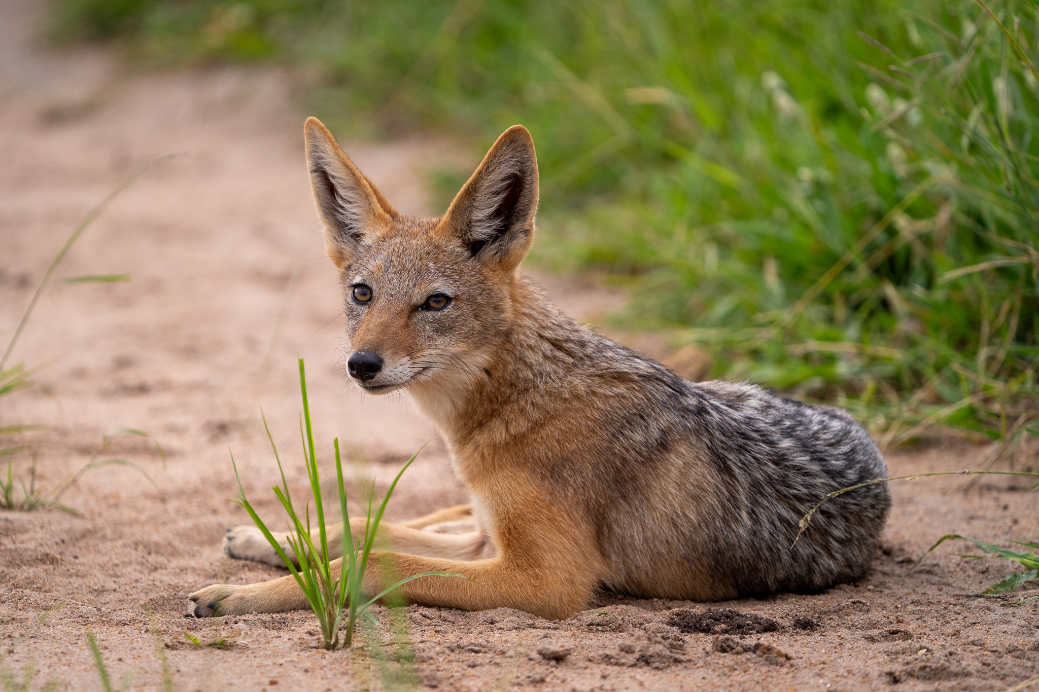 Silver-backed jackal