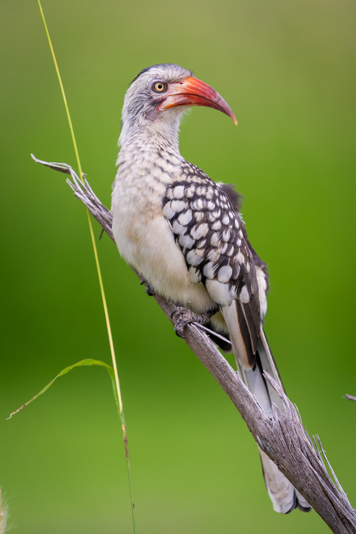 Buceretto beccorosso meridionale