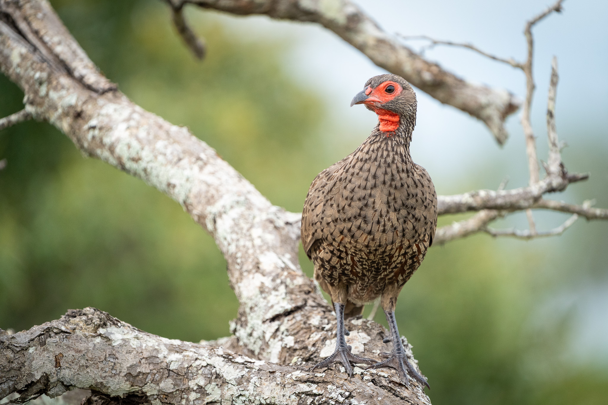 Francolino di Swainson