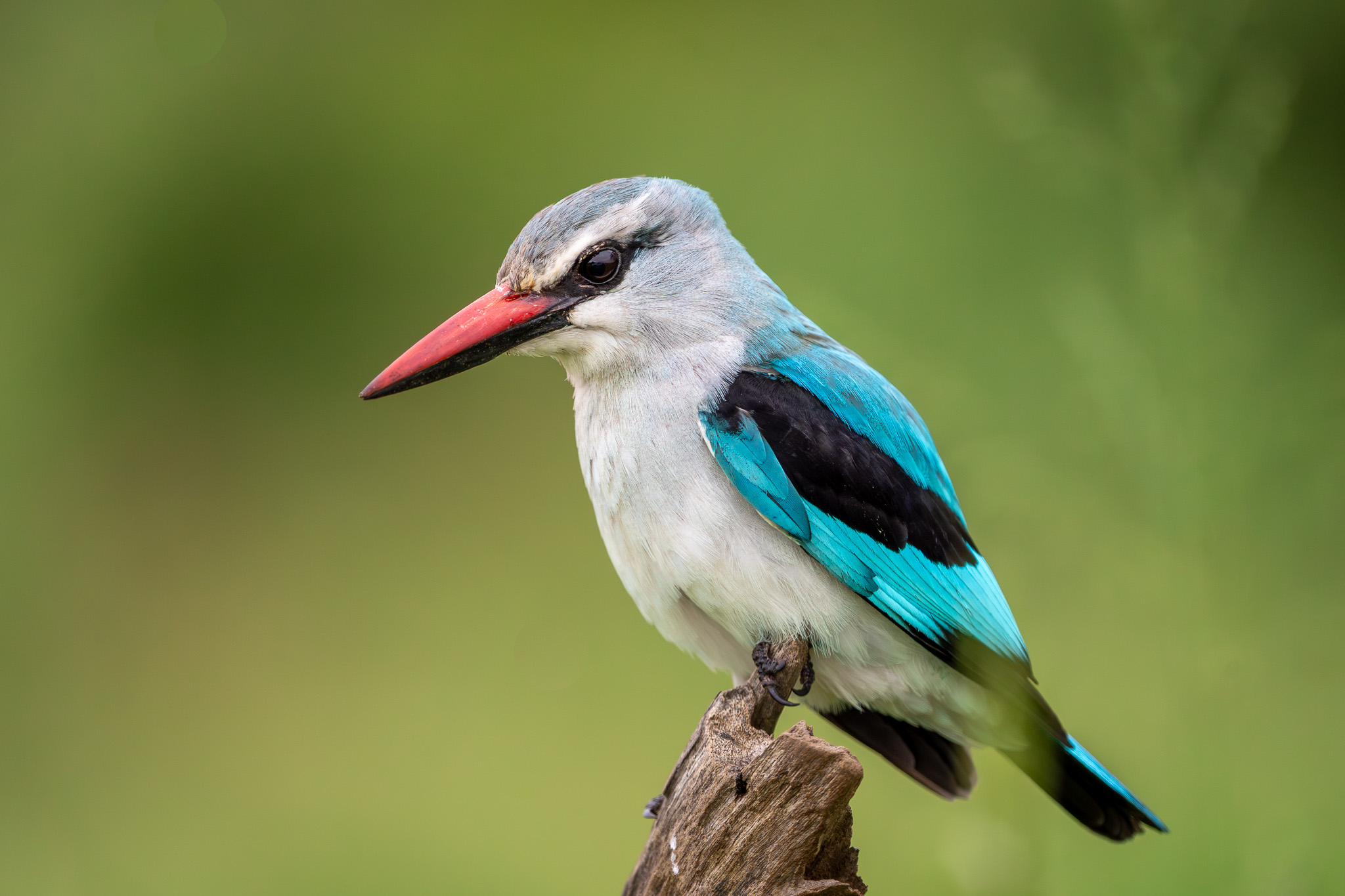 Martin pescatore di bosco