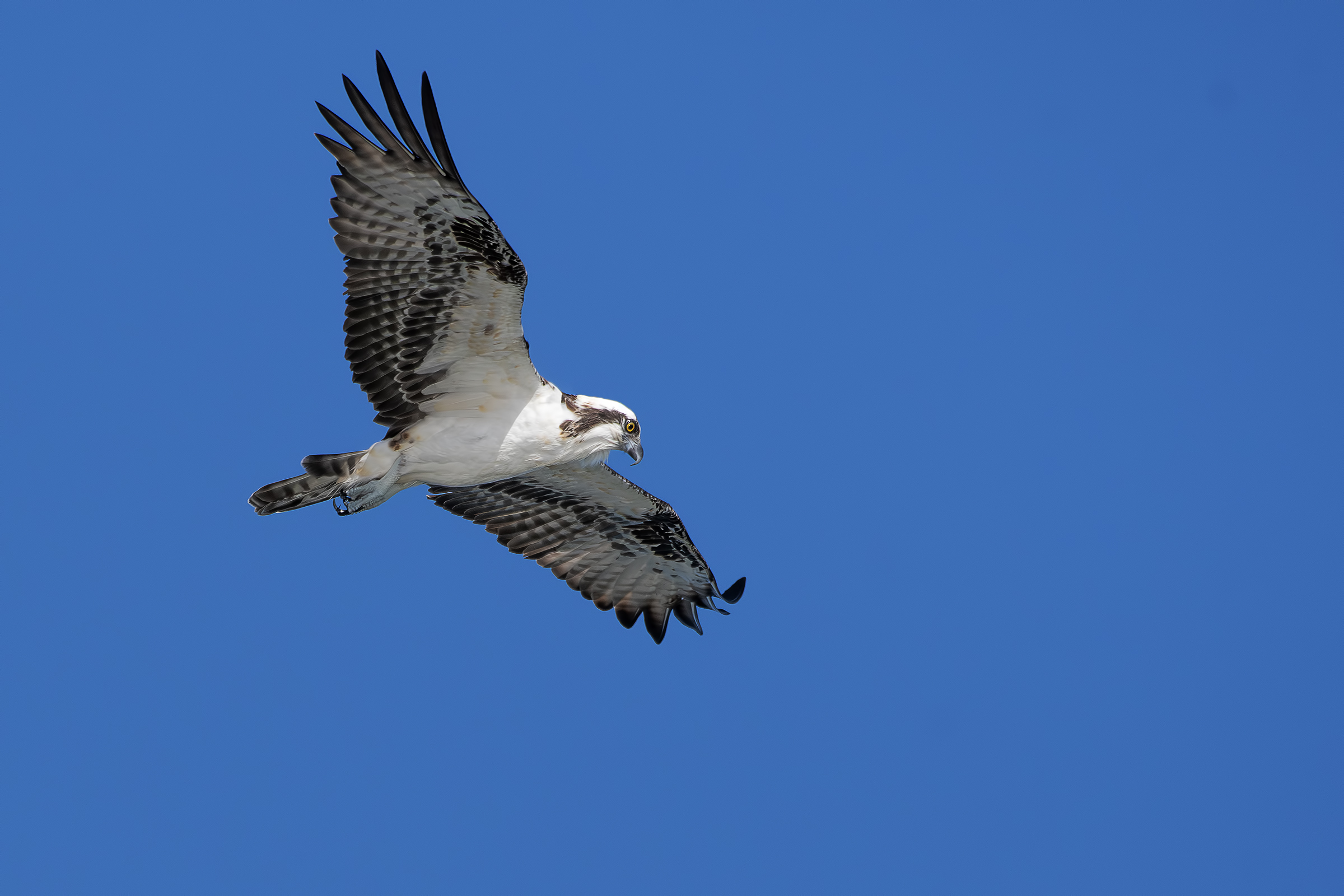 falco pescatore