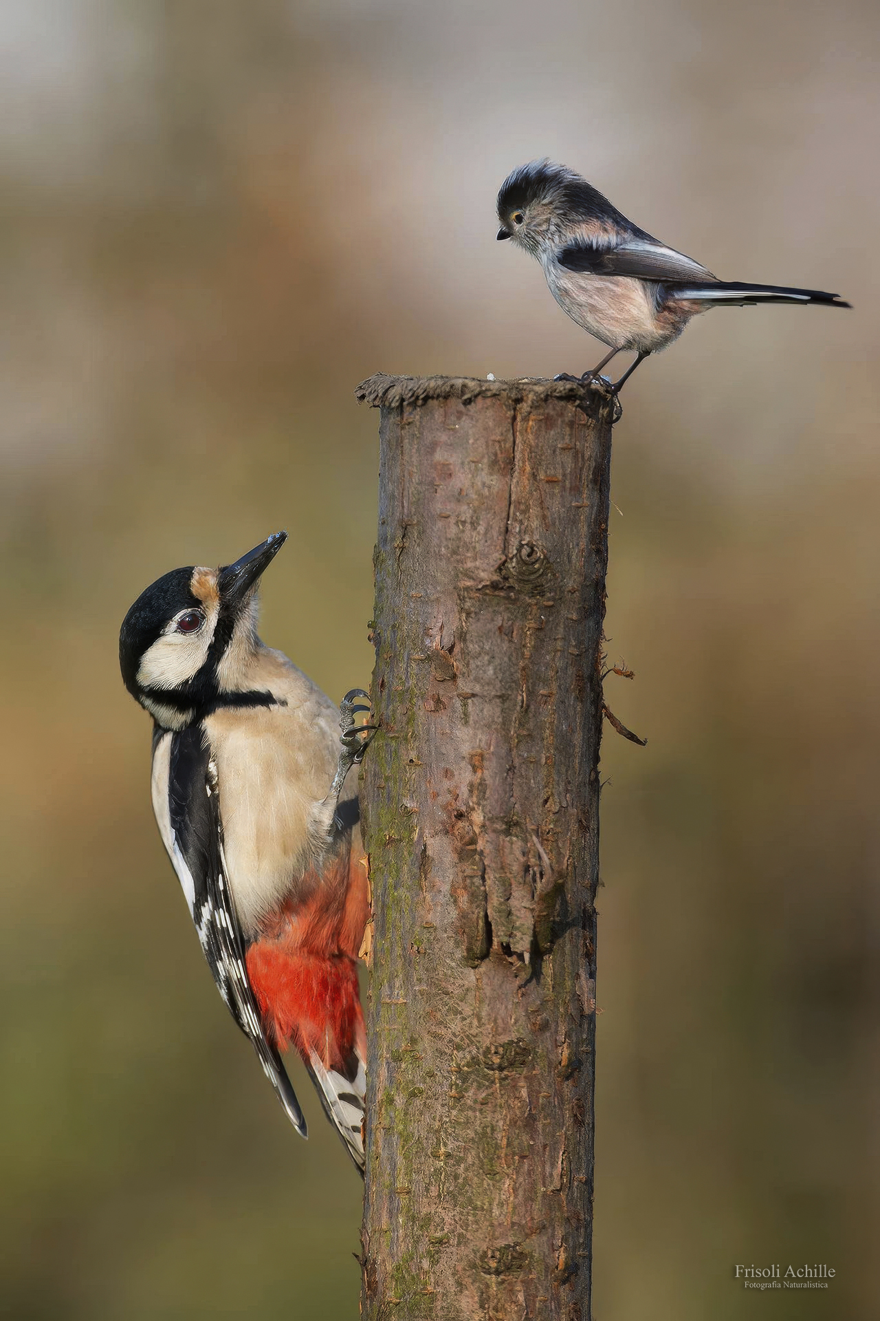 Picchio rosso maggiore vs Codibugnolo