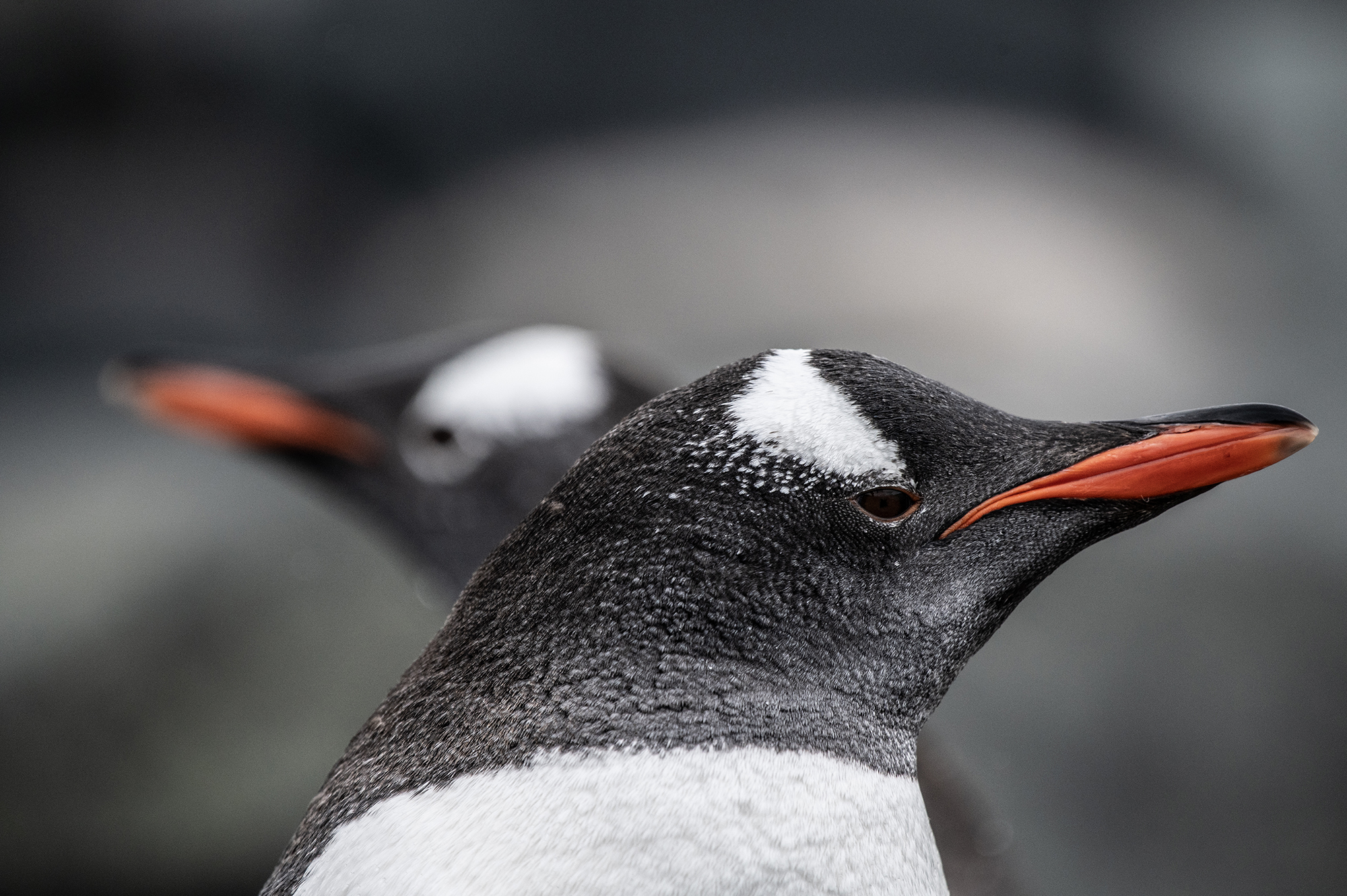 pinguini Gentoo, Antartide