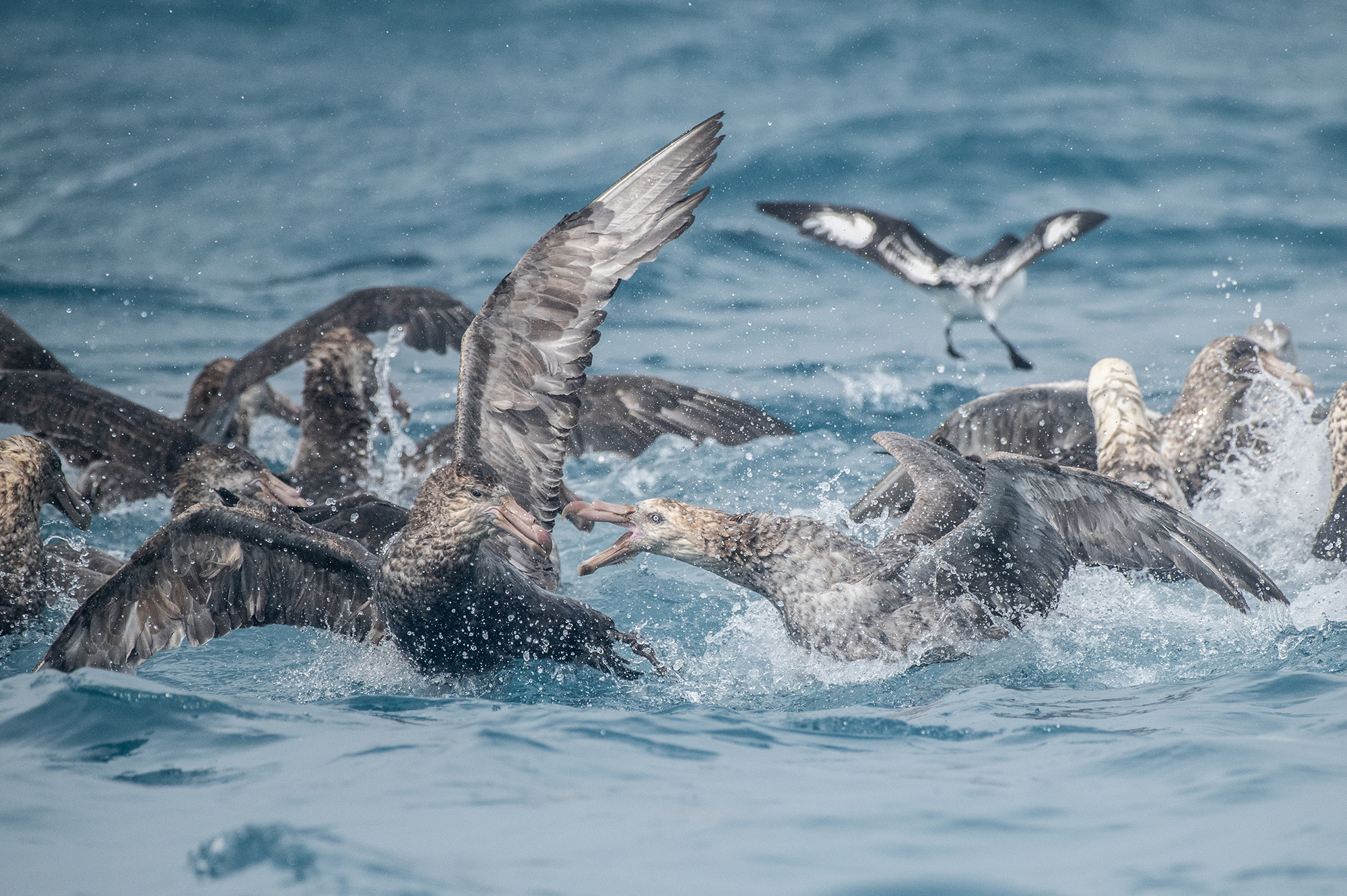 Southern Giant Petrel.  (Macronectes giganteus)