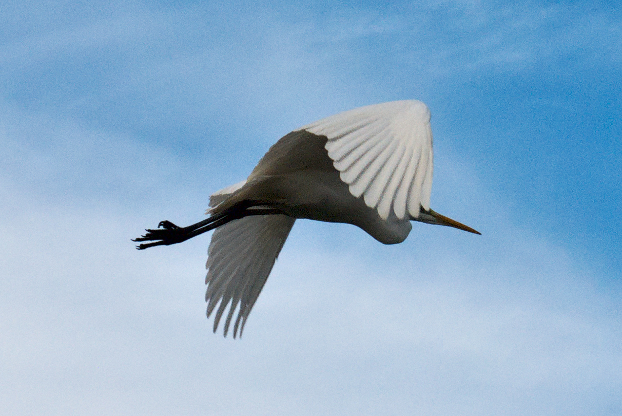 Volo via
