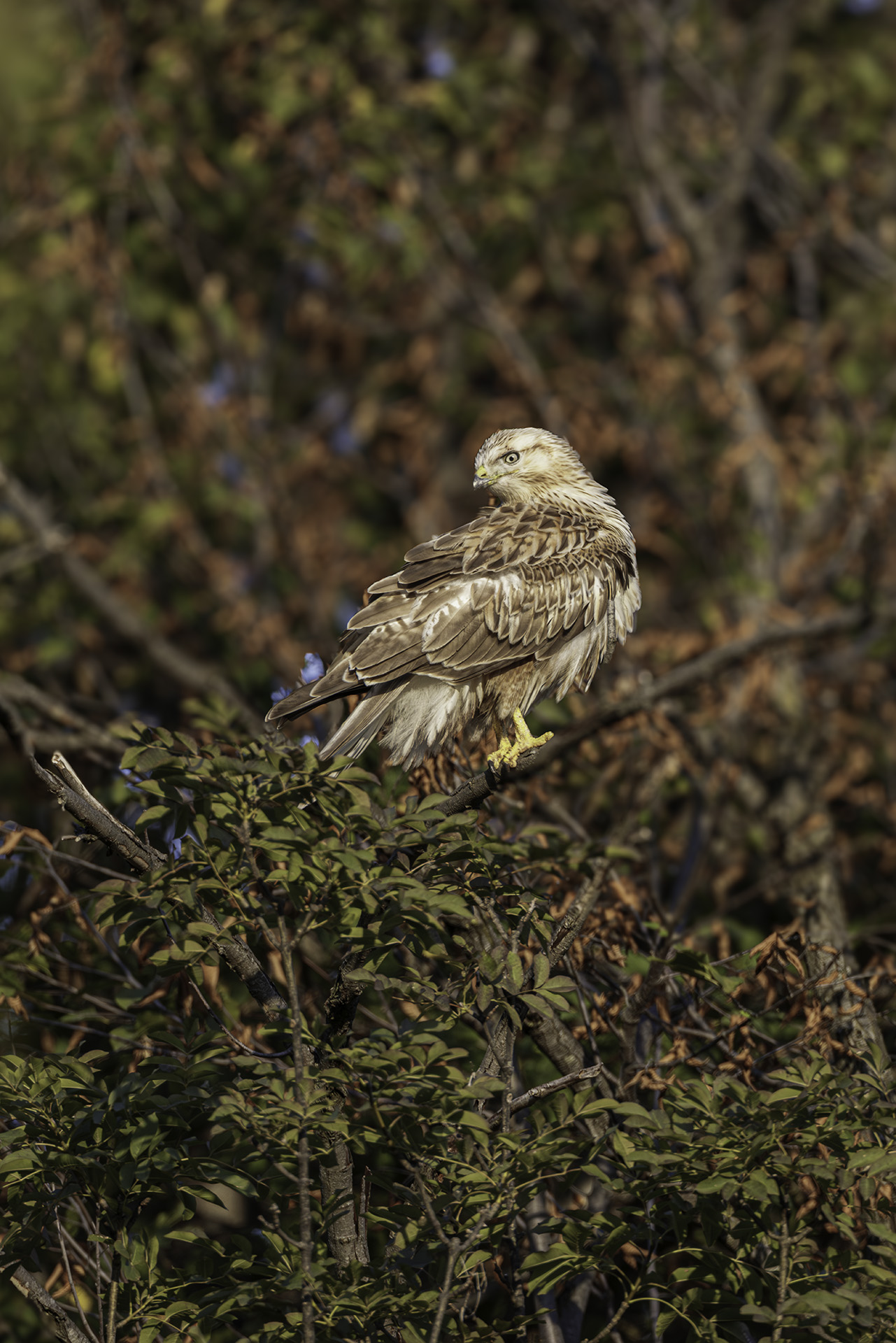 White-tailed buzzard
