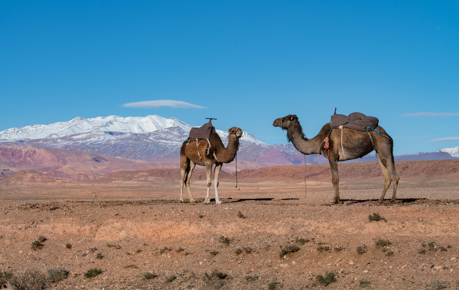 marocco