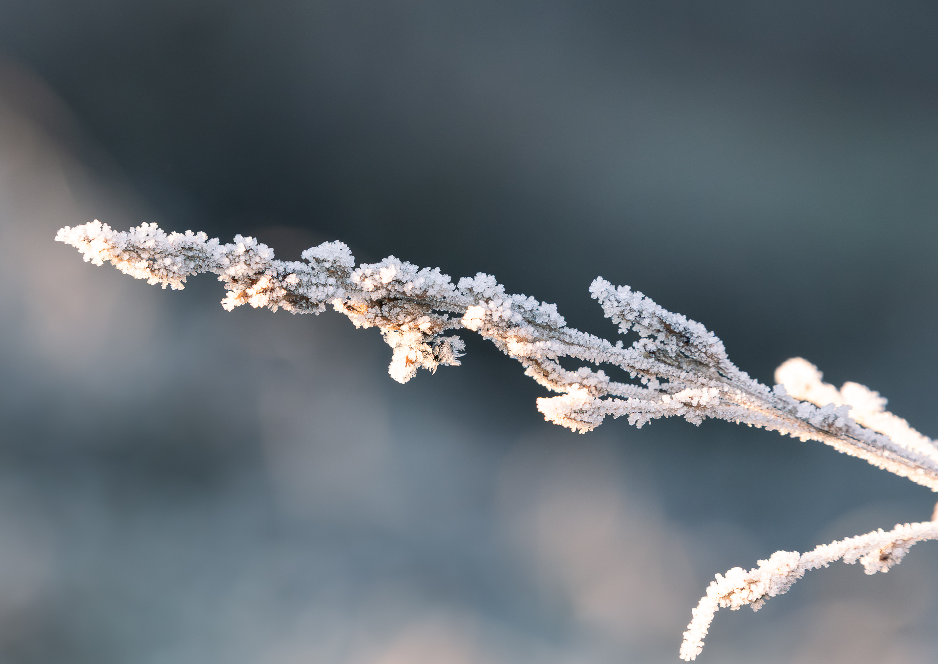 Frozen