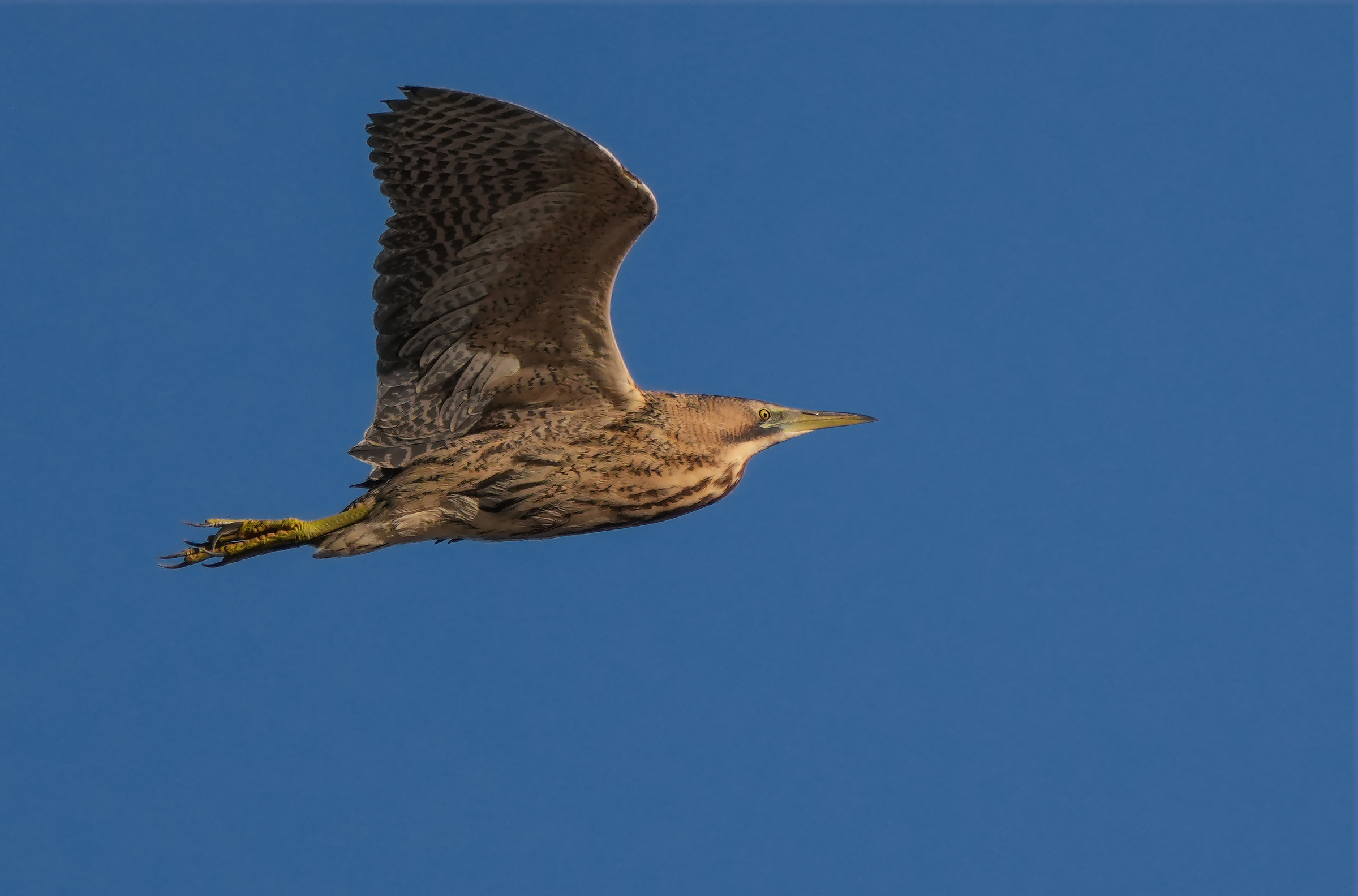 Bittern