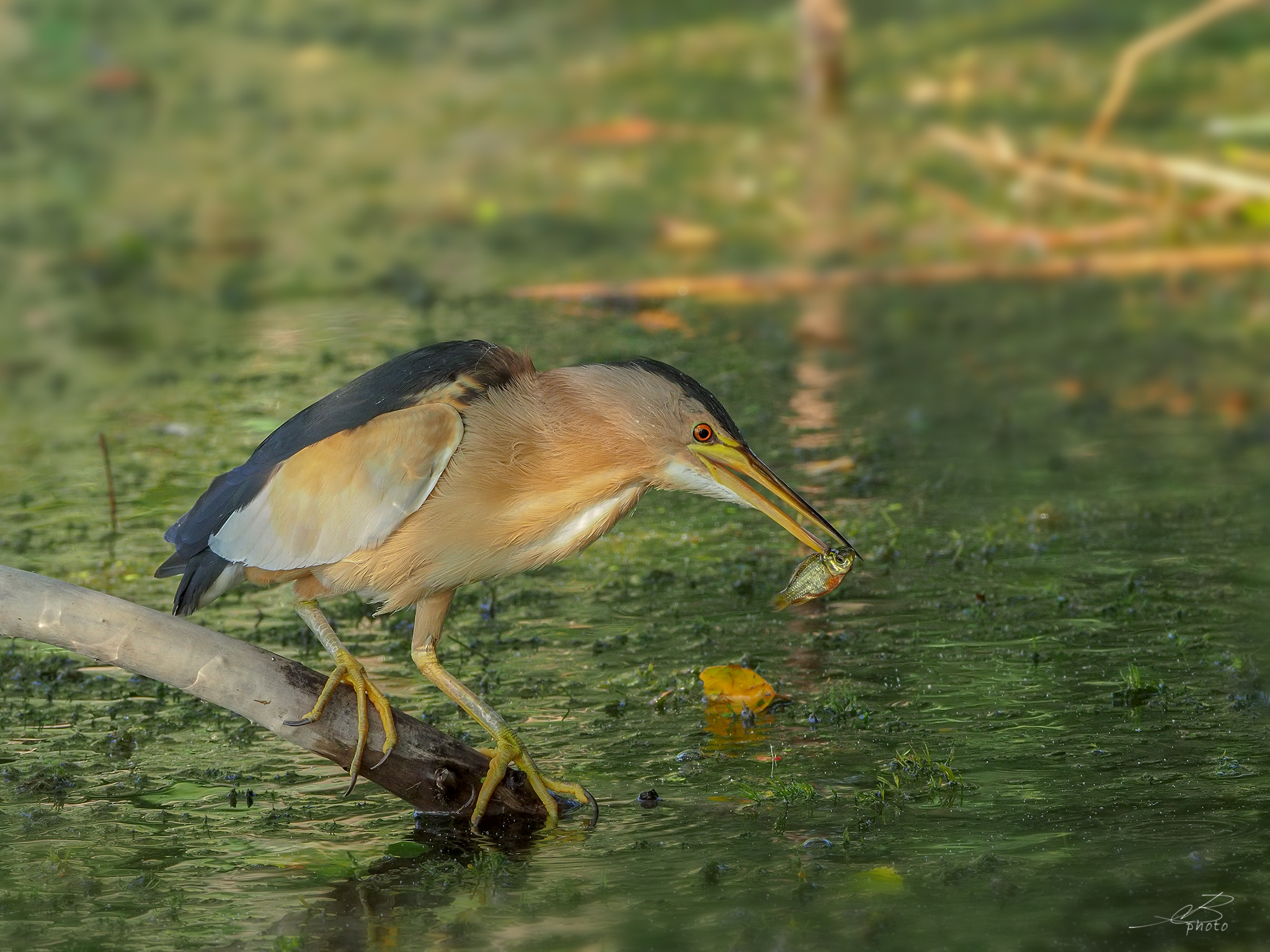 Little Bittern