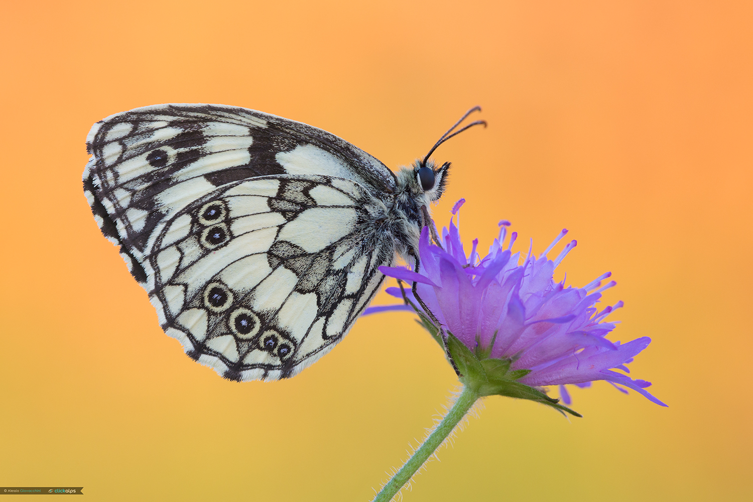 Melanargia galathea