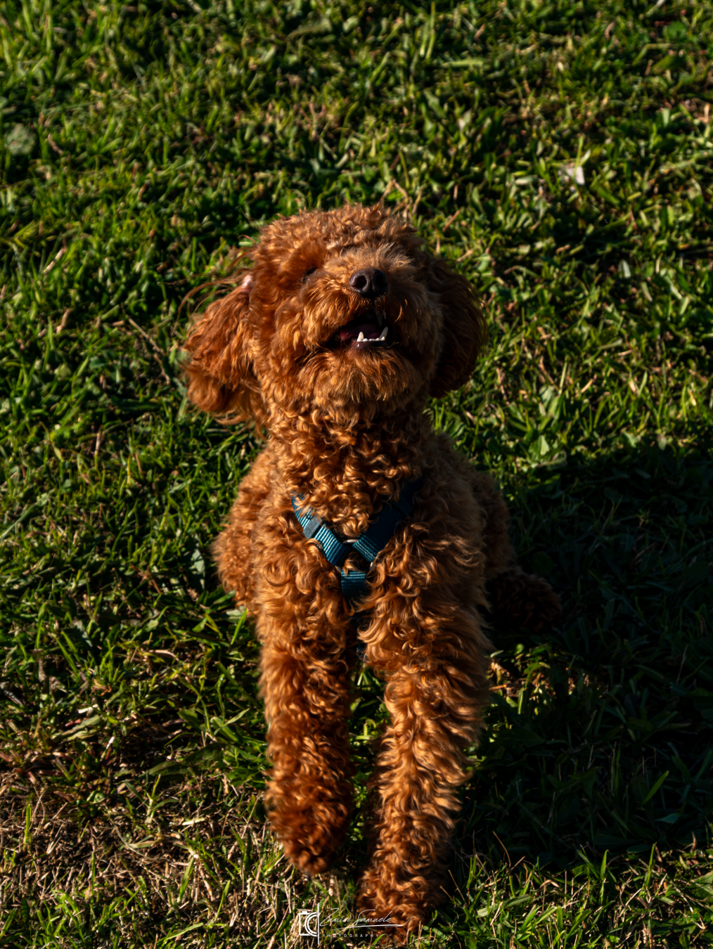 Leo