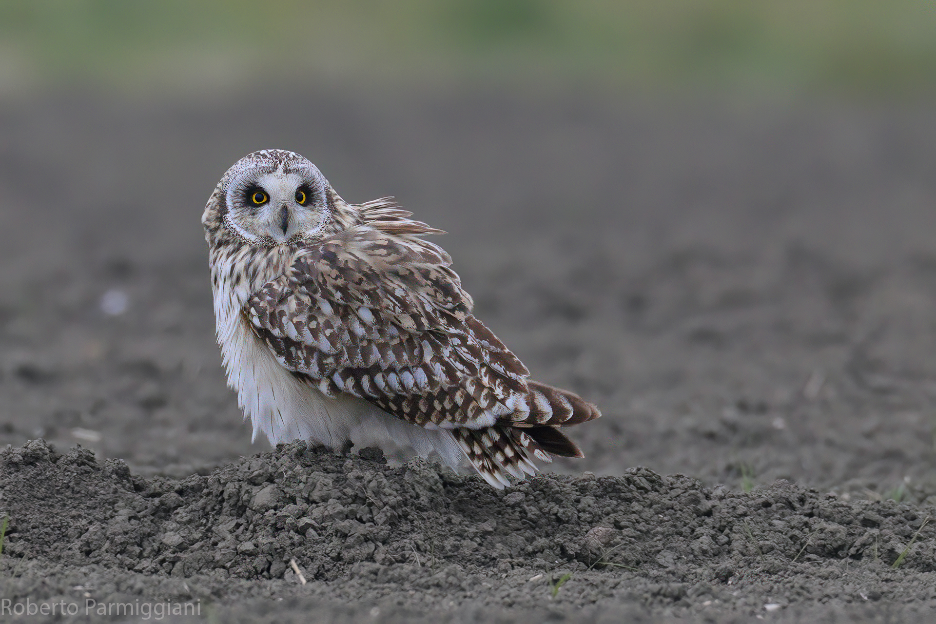 Soffice palla di piume