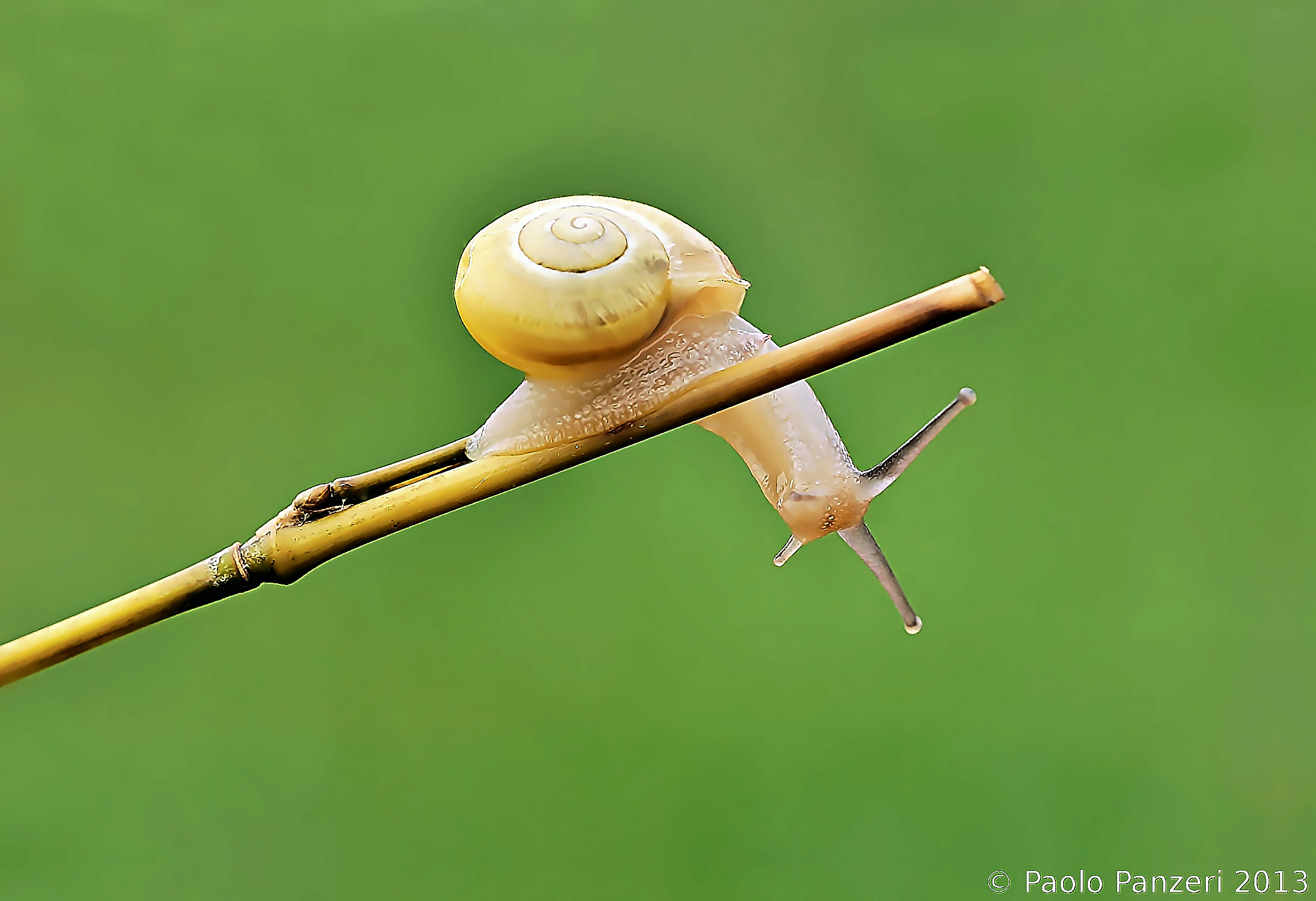 La giravolta Signori e Signore!