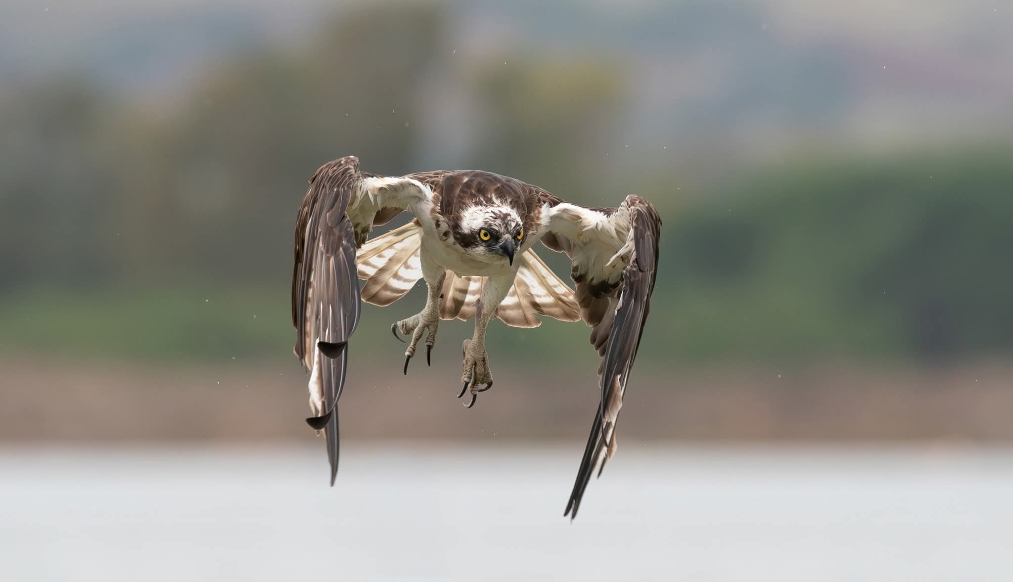 Osprey