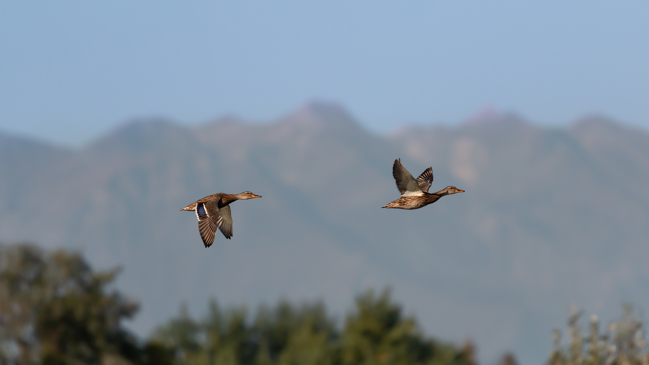 Mallards