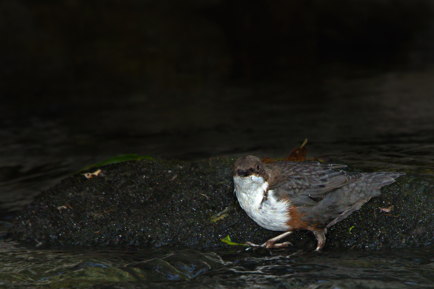 Merlo acquaiolo (Cinclus cinclus)