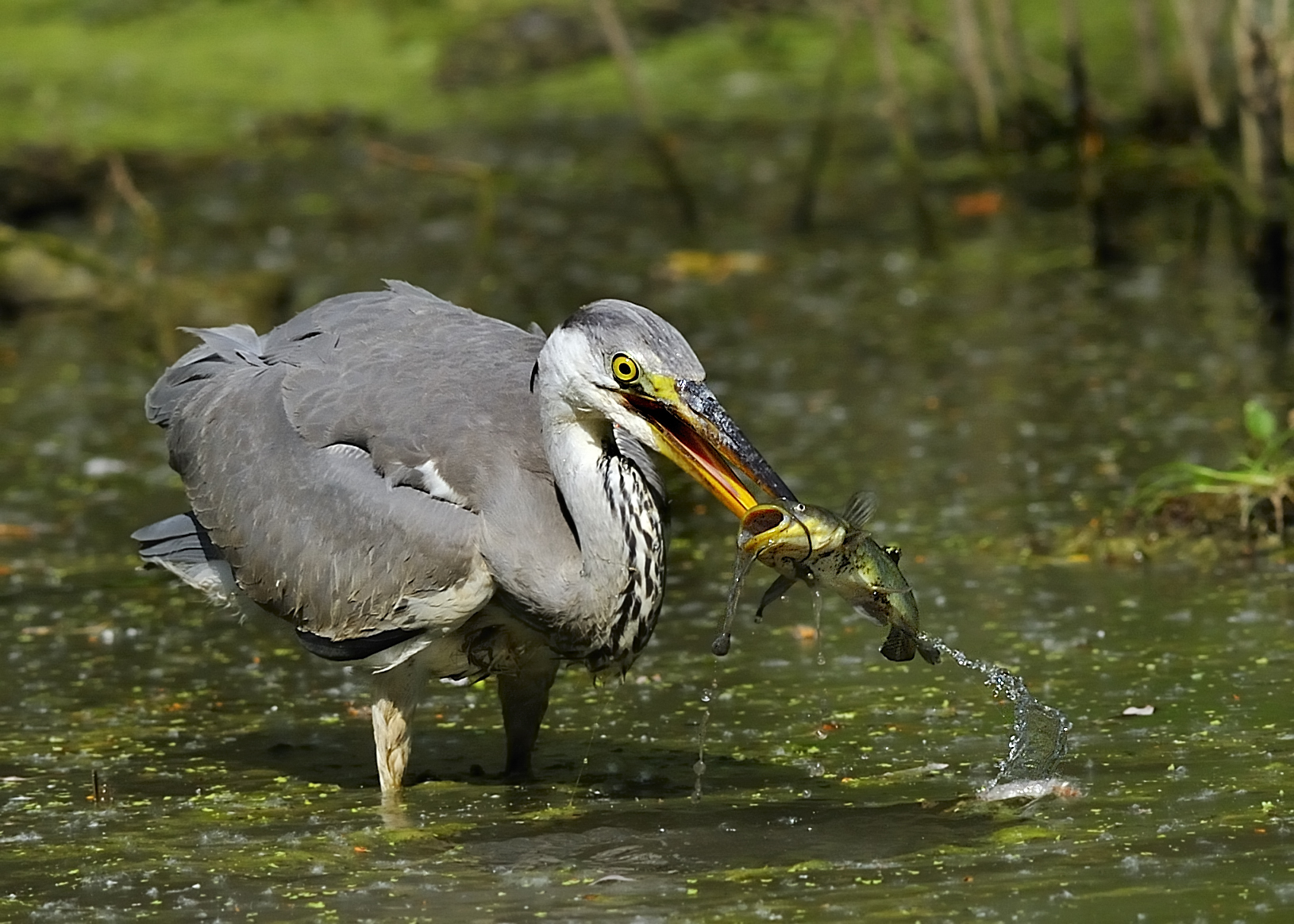 a volte è l'uccello che mangia il
