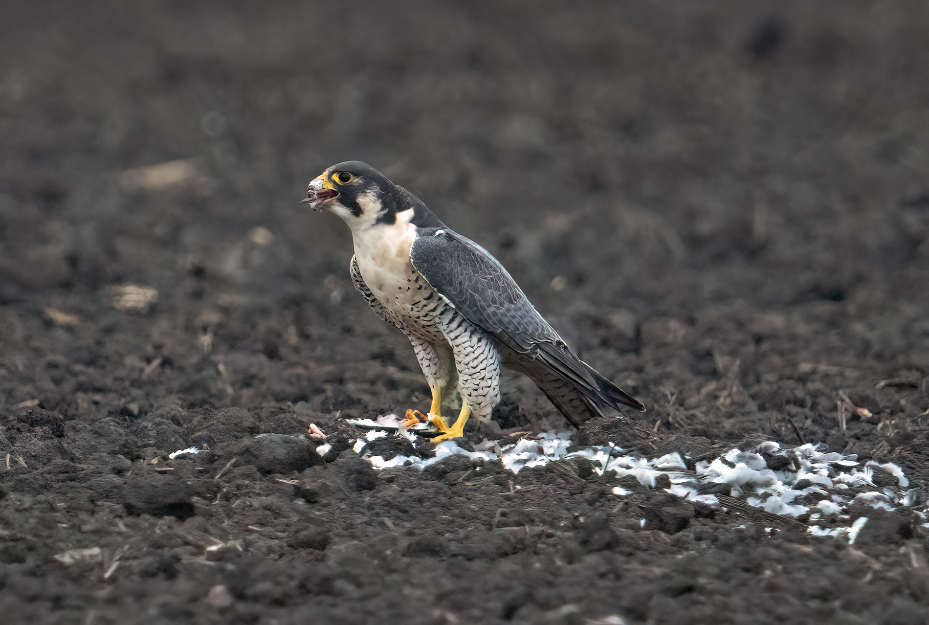 falco pellegrino