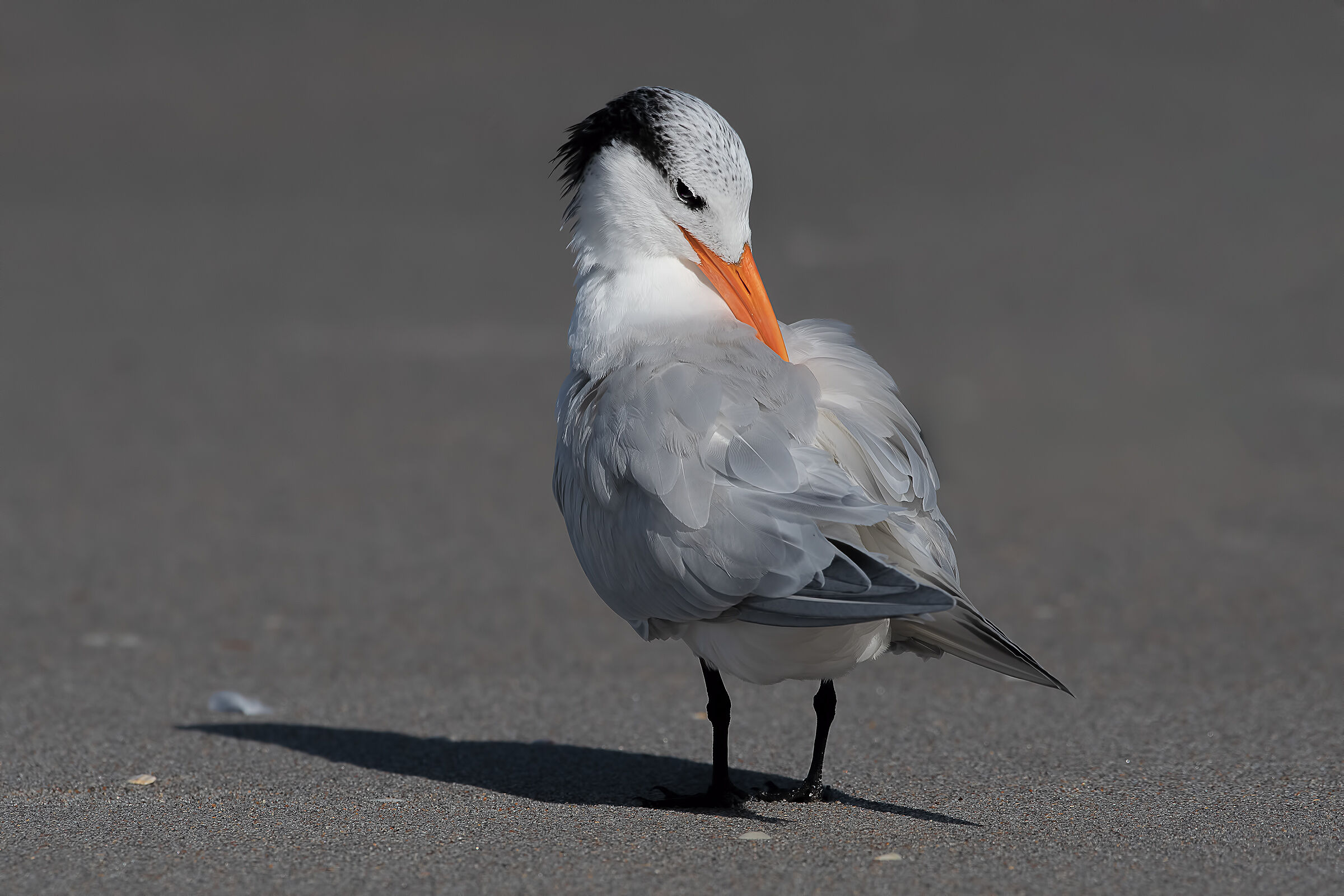 Royal tern (Thalasseus maximu) - Florida