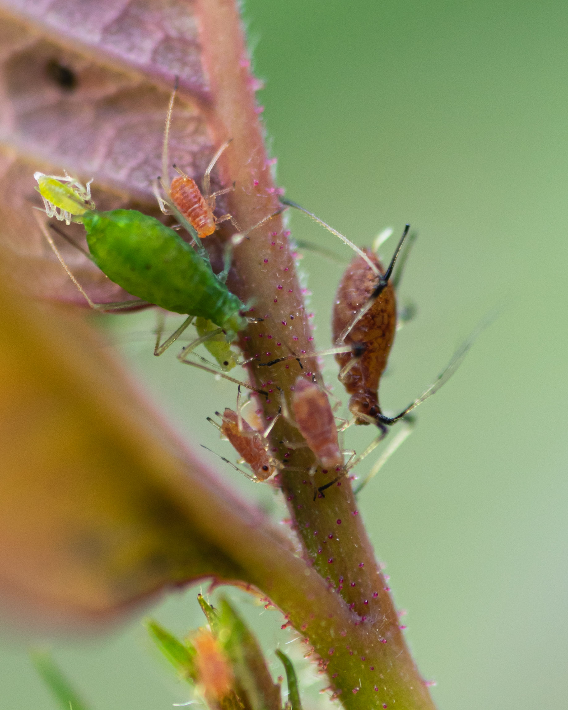Aphids