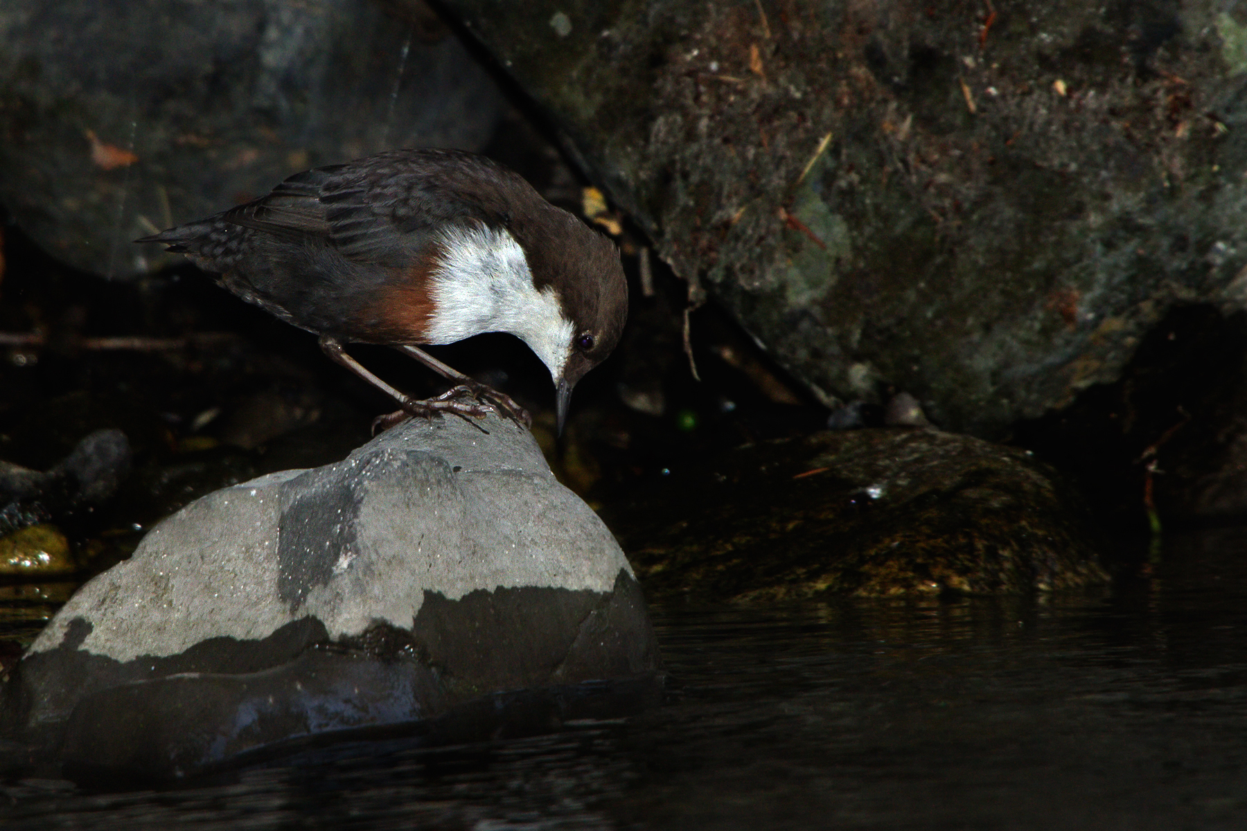 Dipper (Cinclus cinclus)