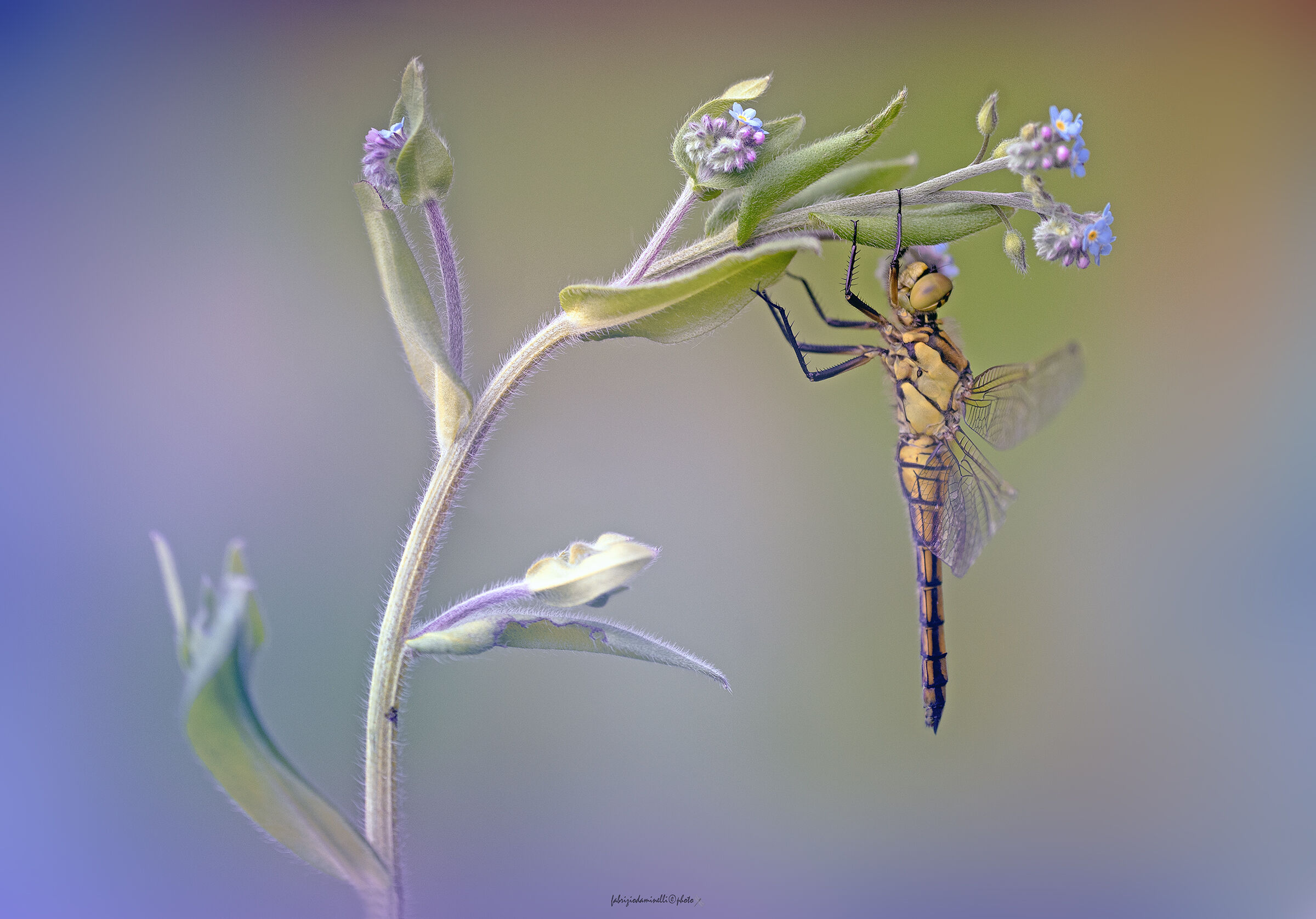 Orthetrum cancellatum