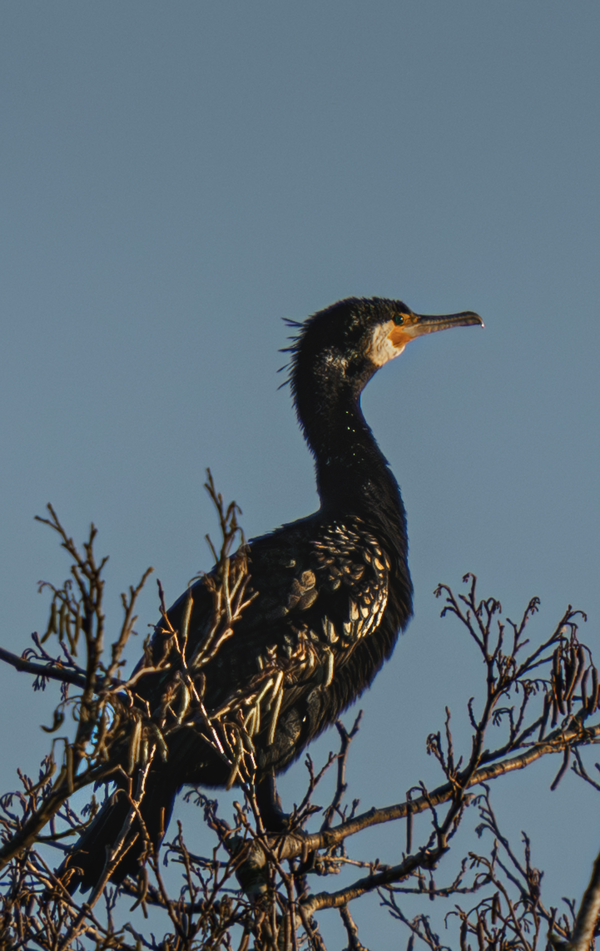 Cormorant