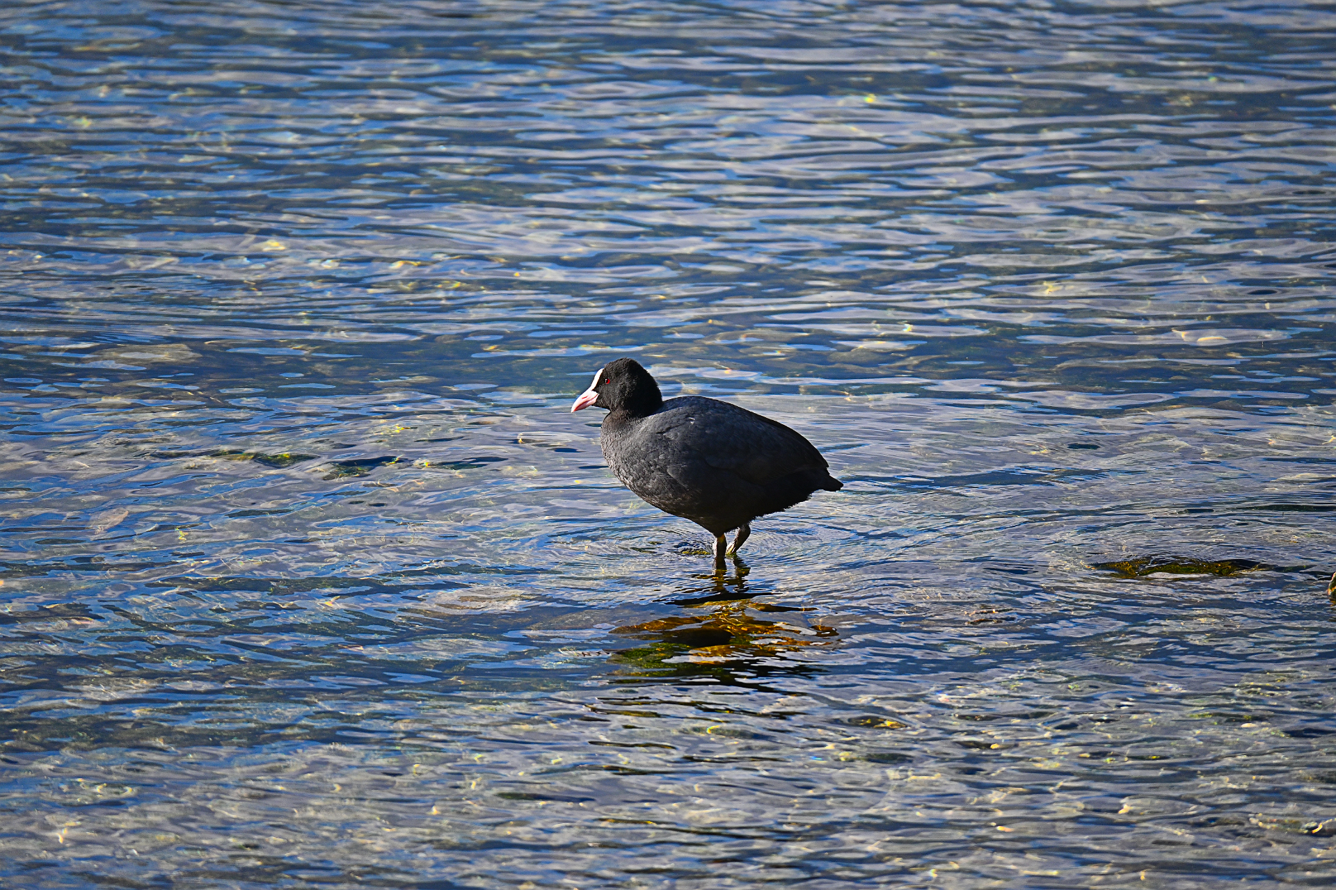 Coot
