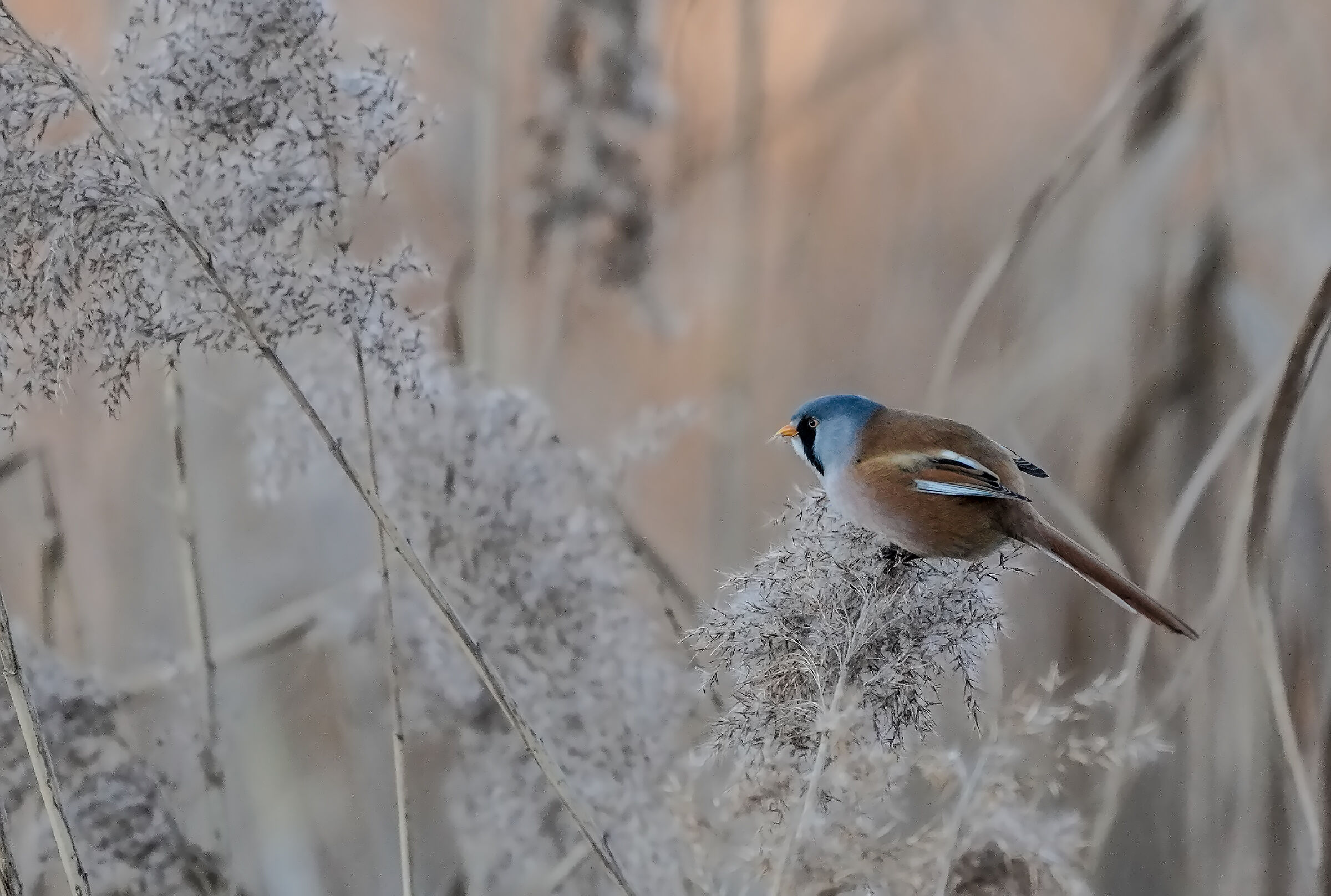 basettino  nelle ultime luci