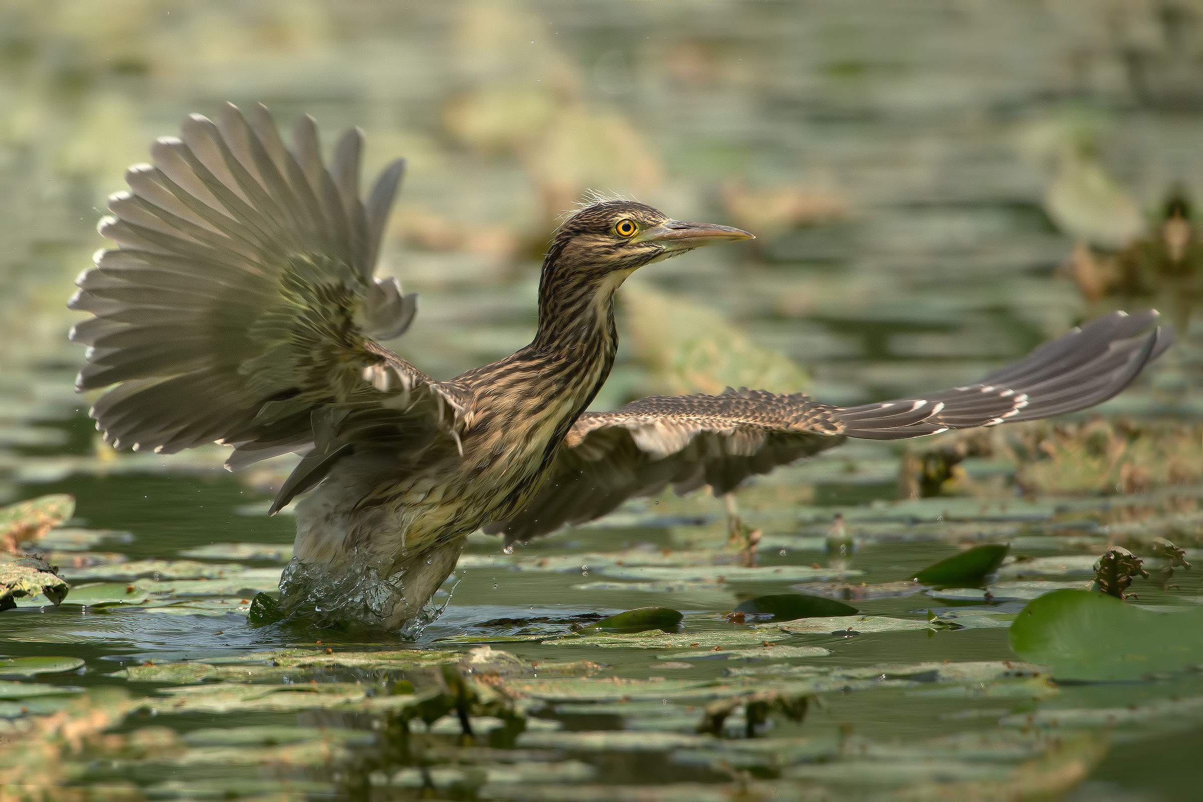 Young Black Crowned Night Heron