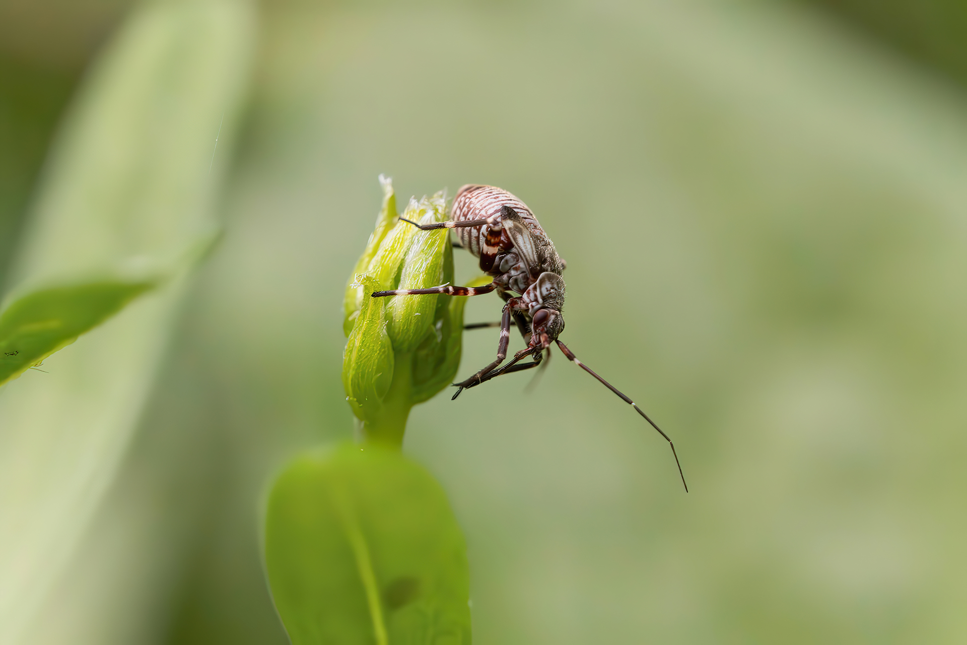 Nymph of Miridae sp.