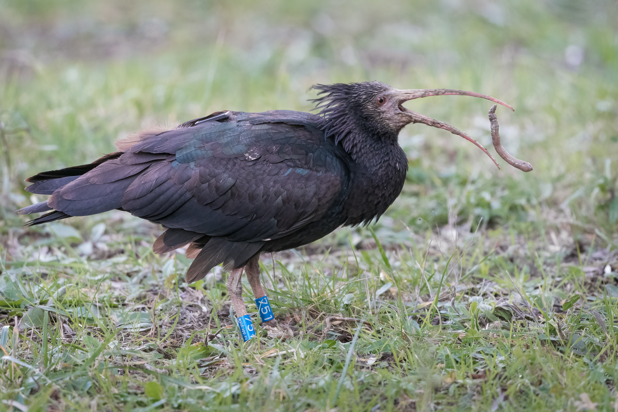 Northern Bald Ibis