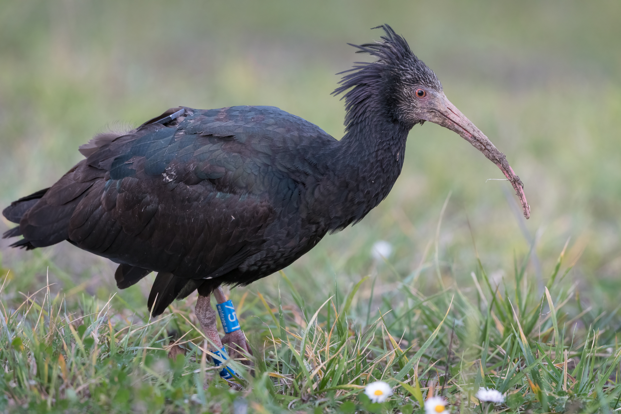 Northern Bald Ibis