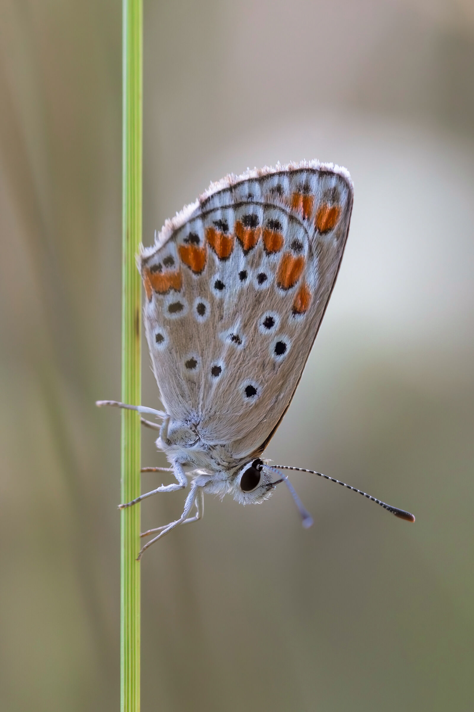 Aricia agestis