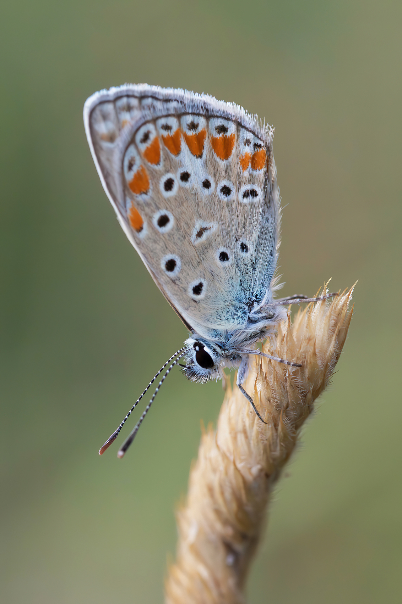 Polyommatus icarus