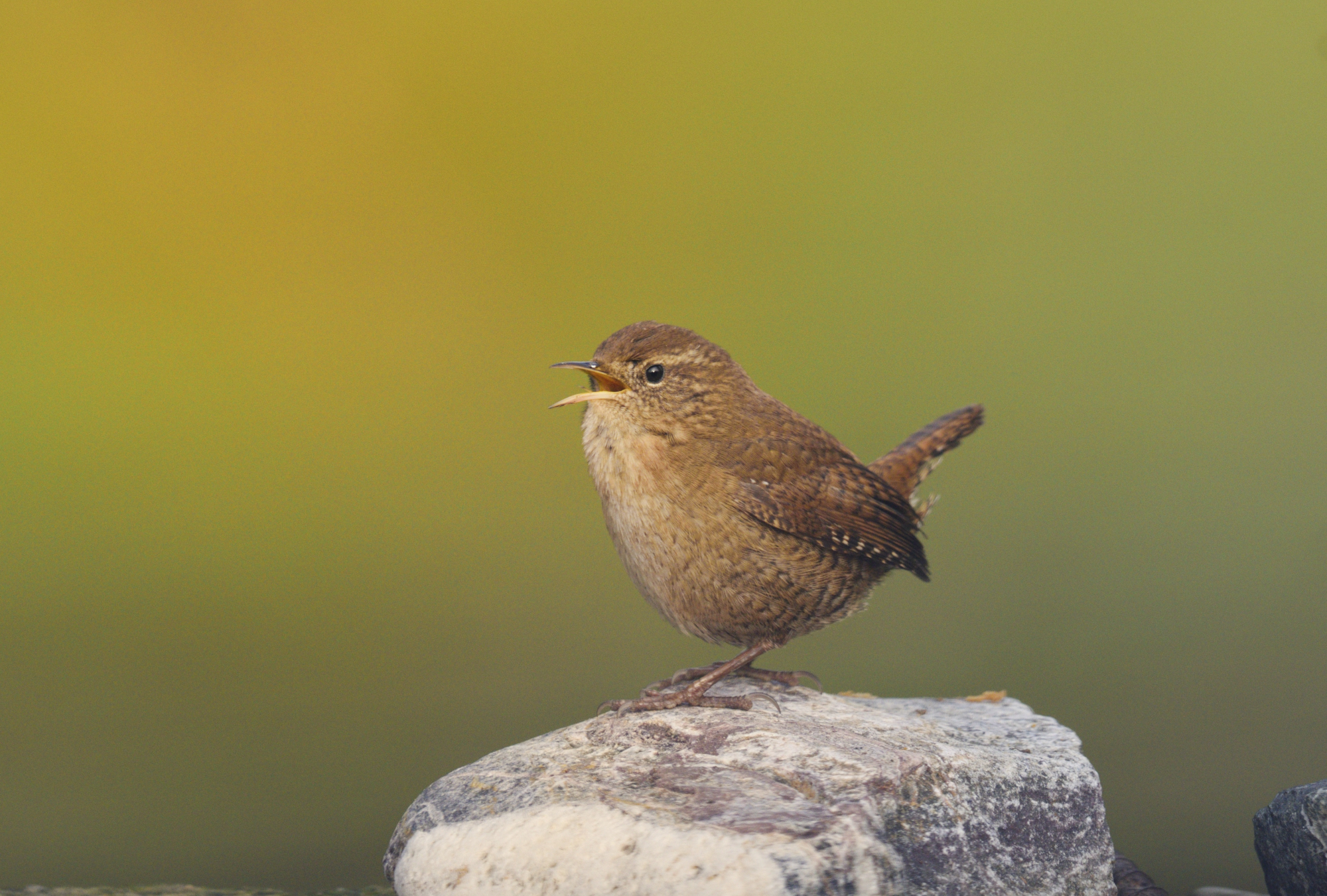 Scricciolo (Troglodytes troglodytes)