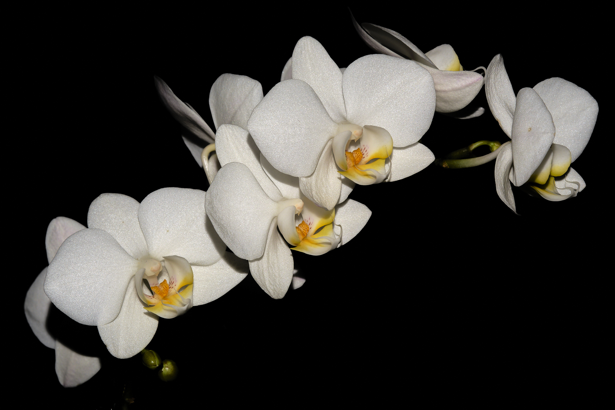 Orchidea