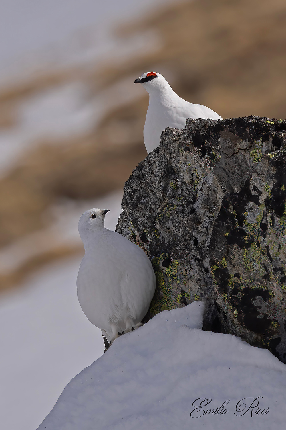 Ptarmigans