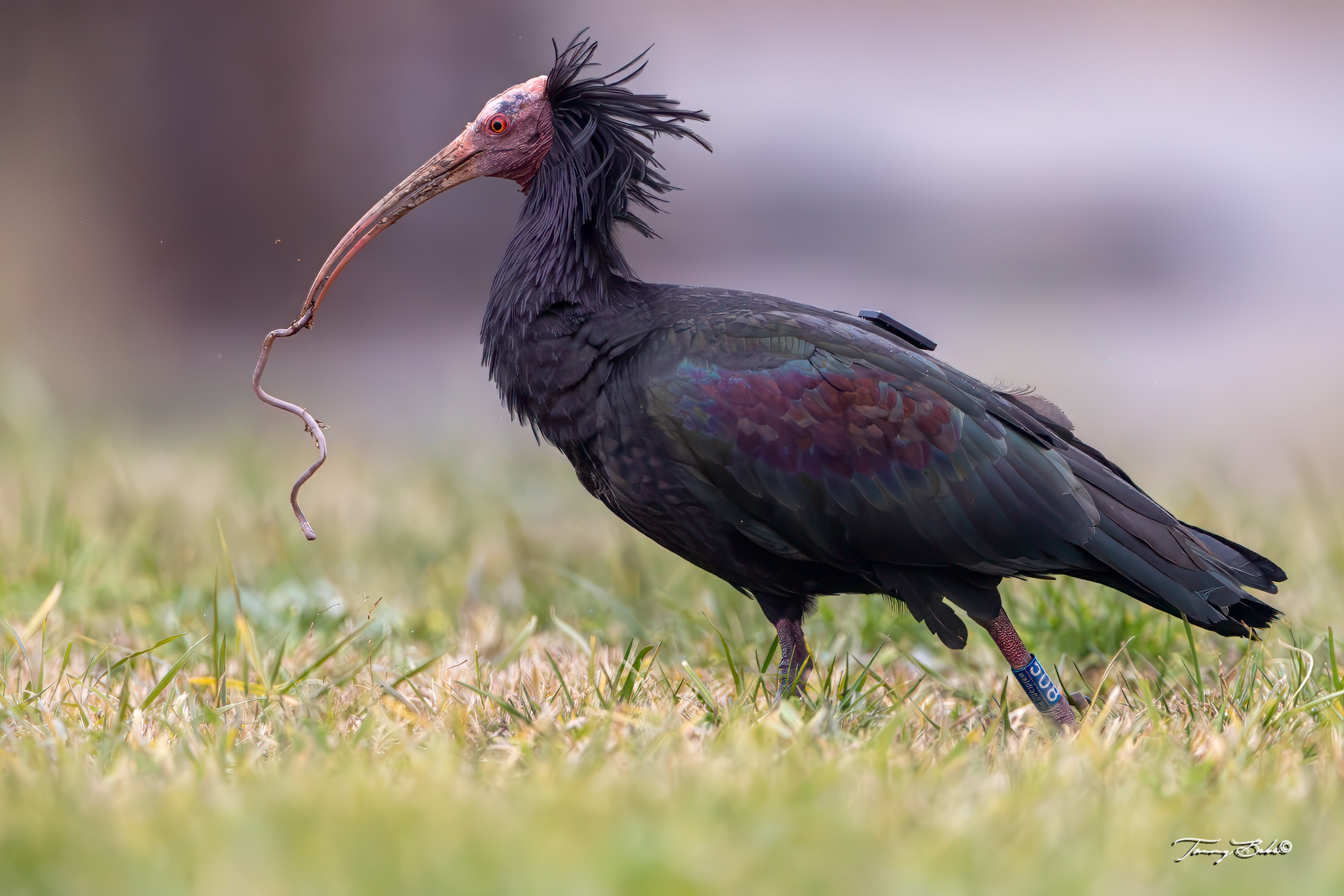 Ibis eremita