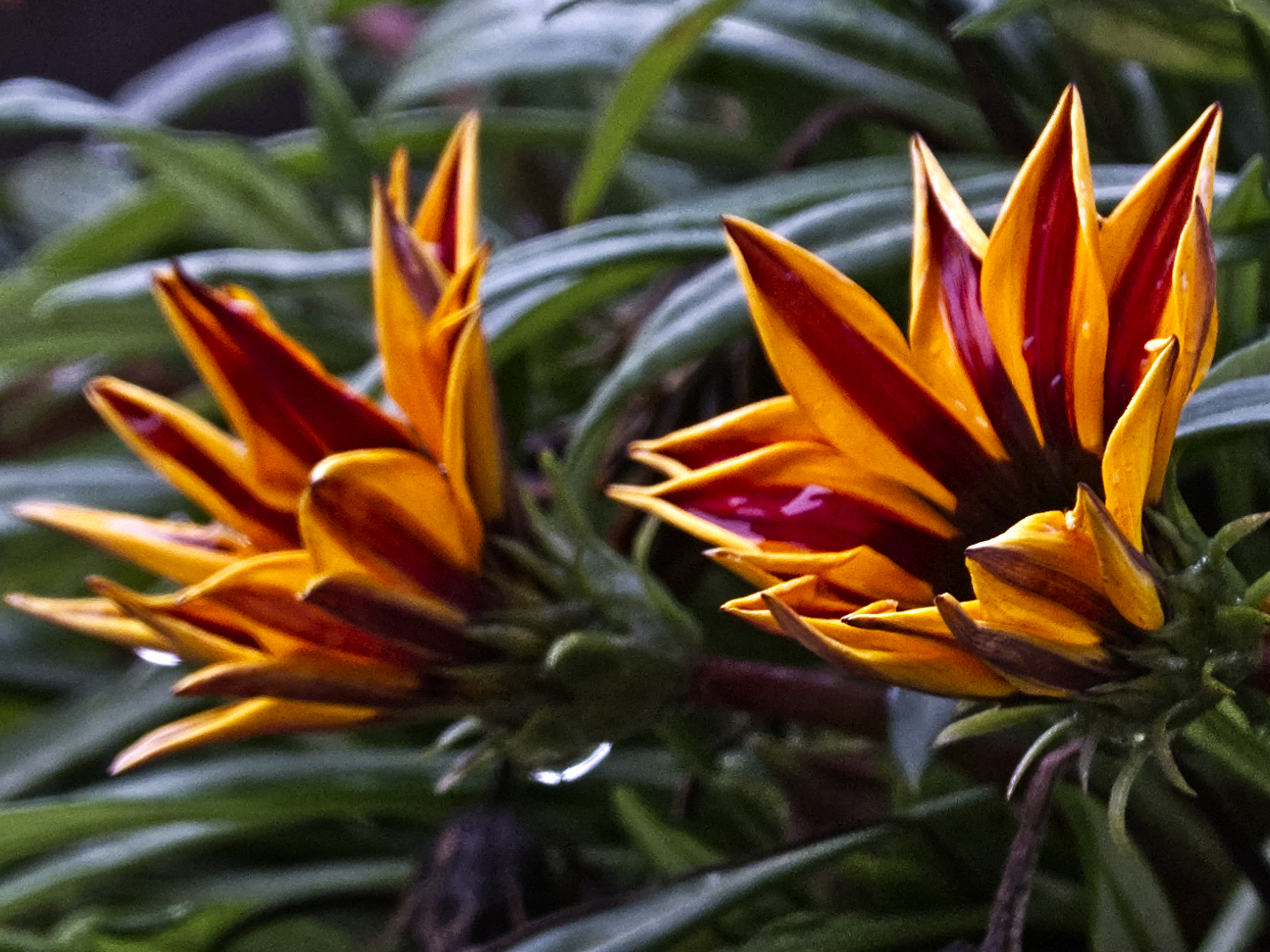 Gazania Strisciante