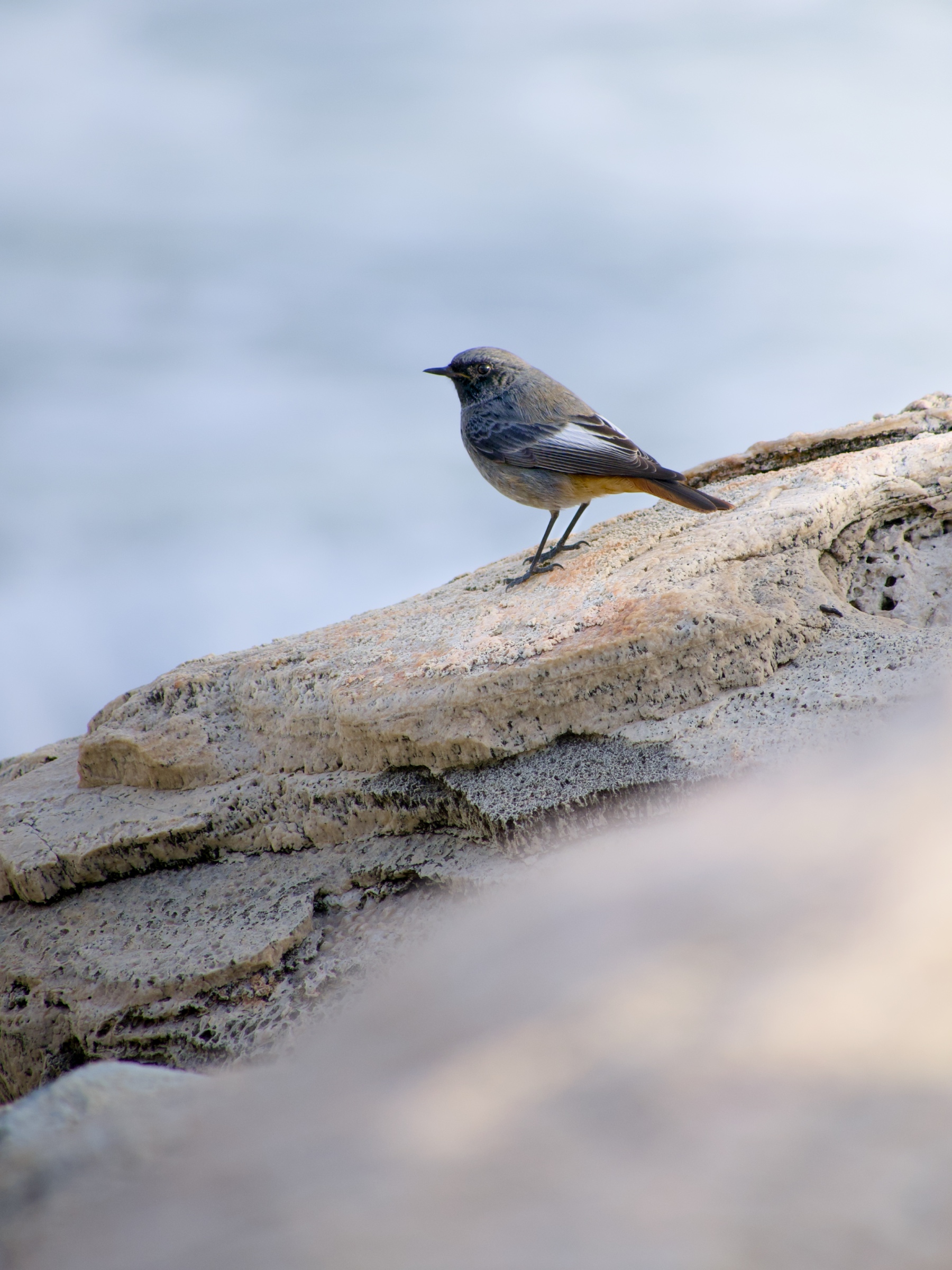 Redstart