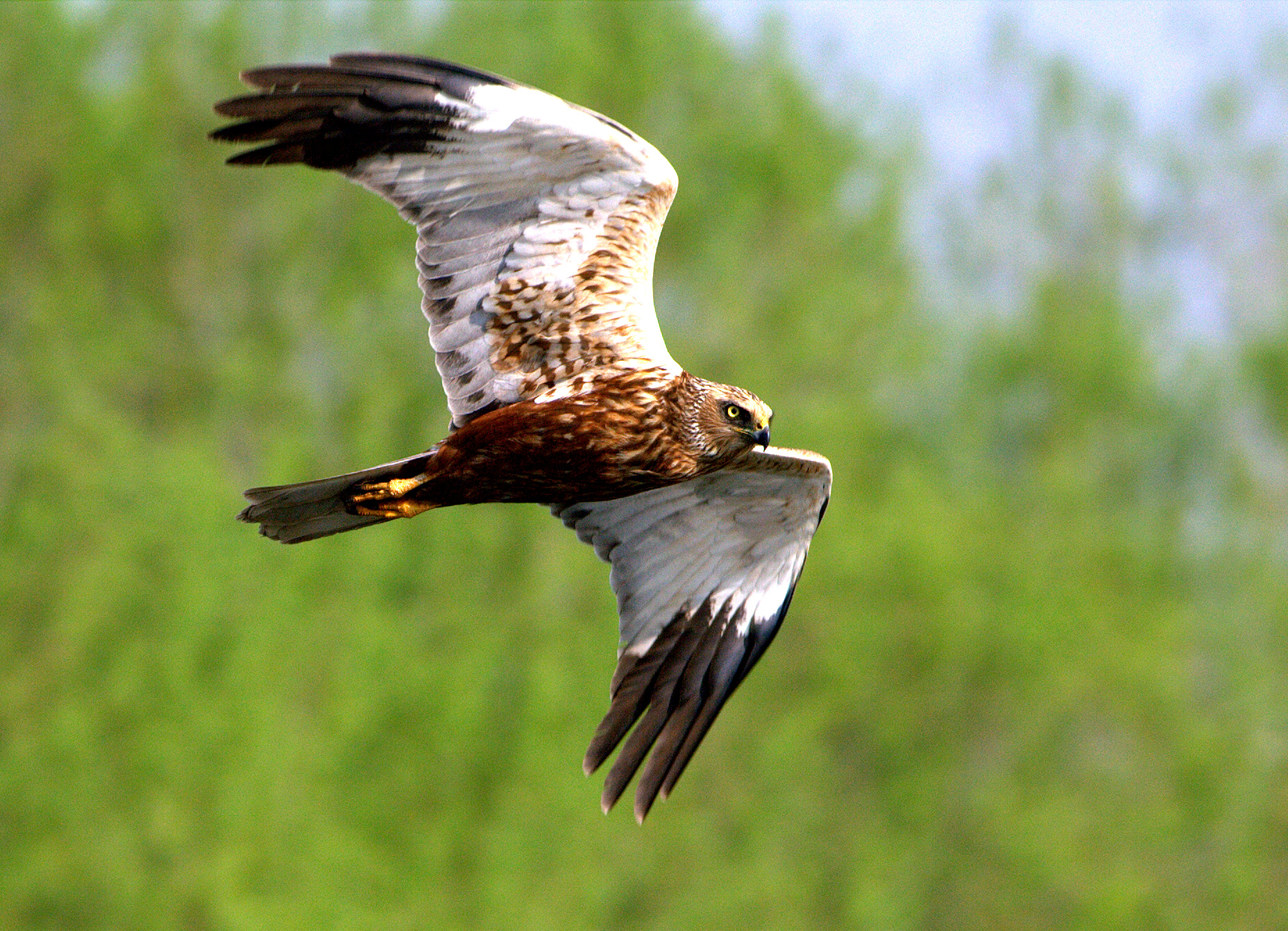 Marsh Harrier
