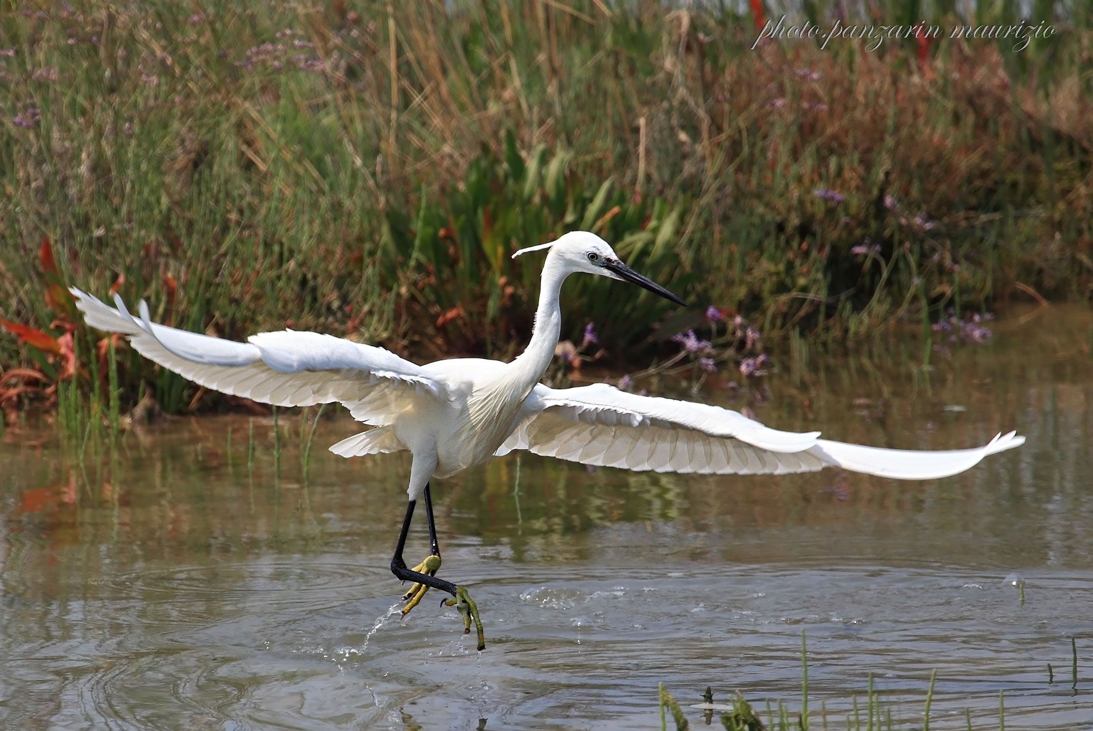 graceful egret