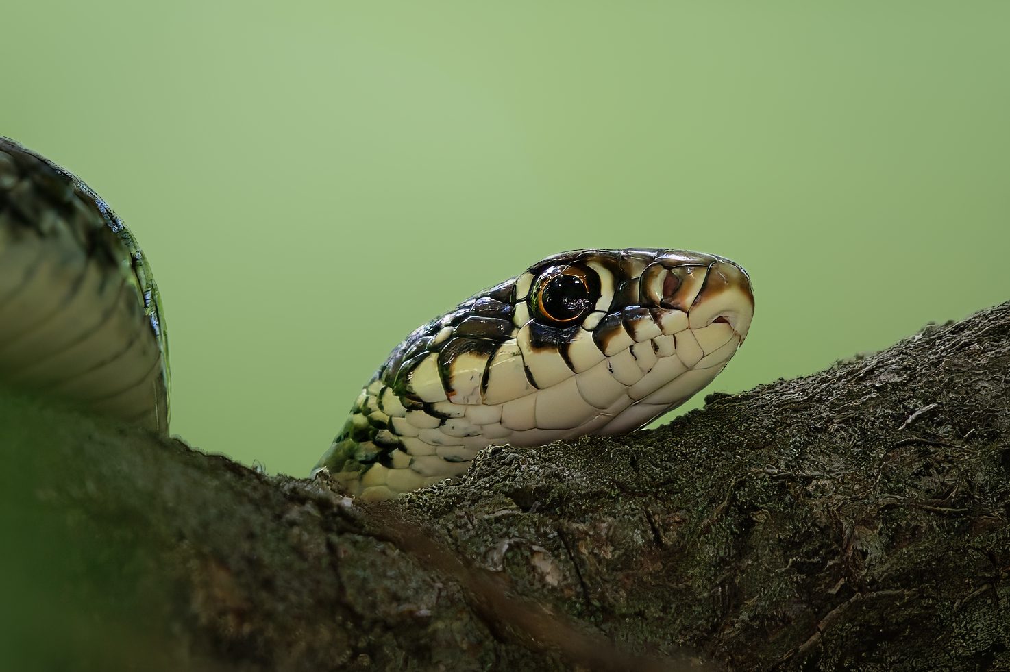 Biacco (Hierophis viridiflavus)