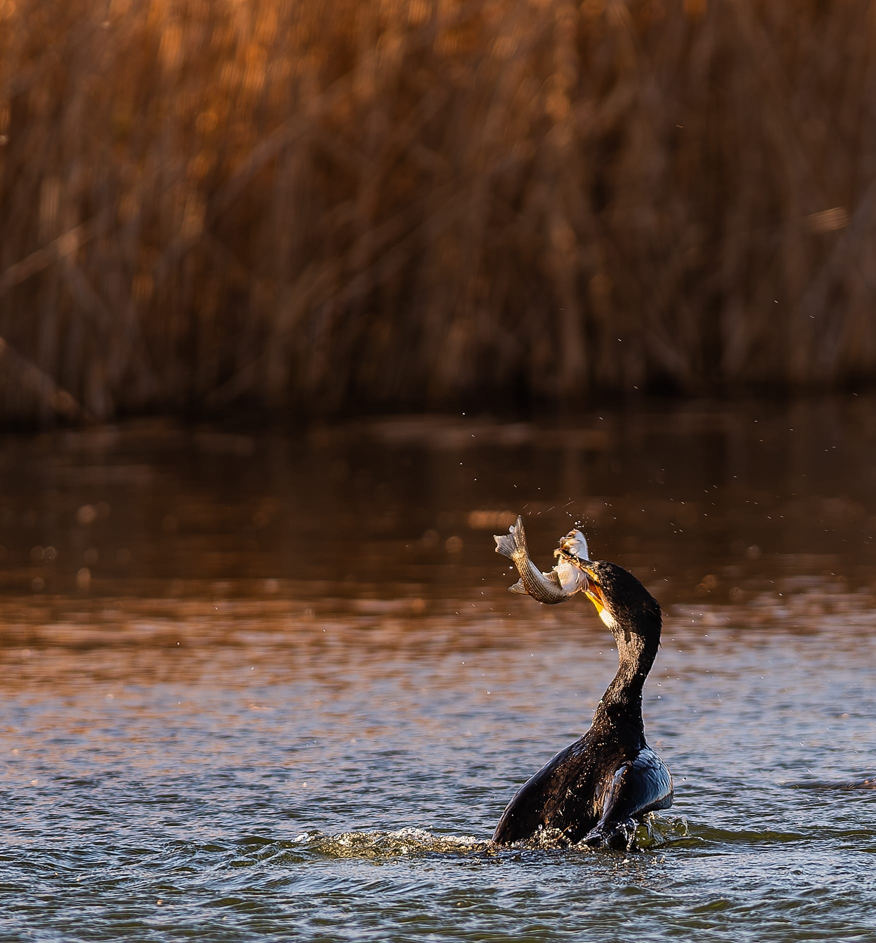 Cormorant with fish in its mouth