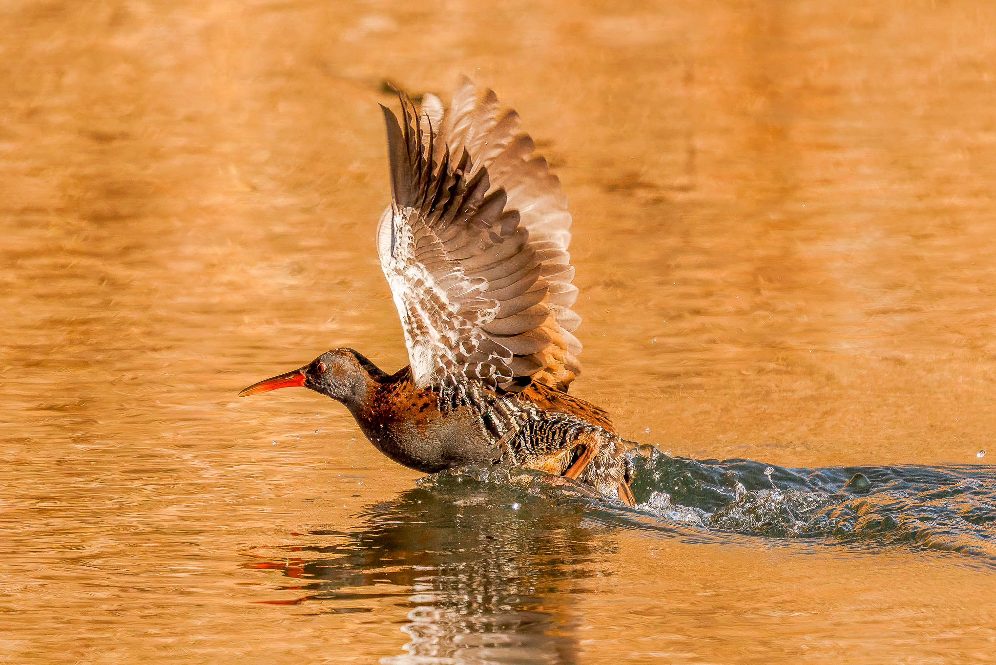 Water rail
