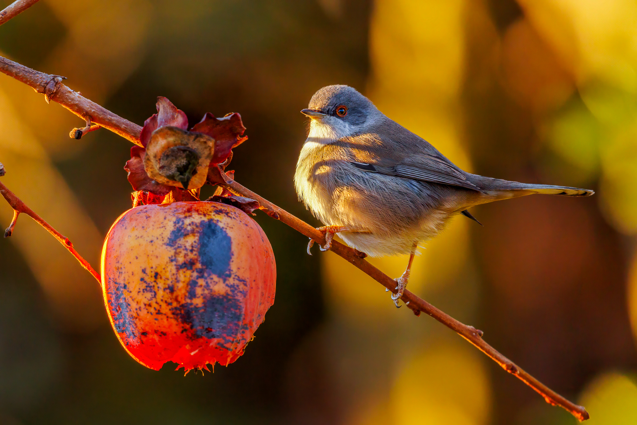 Scalloped Eye Female