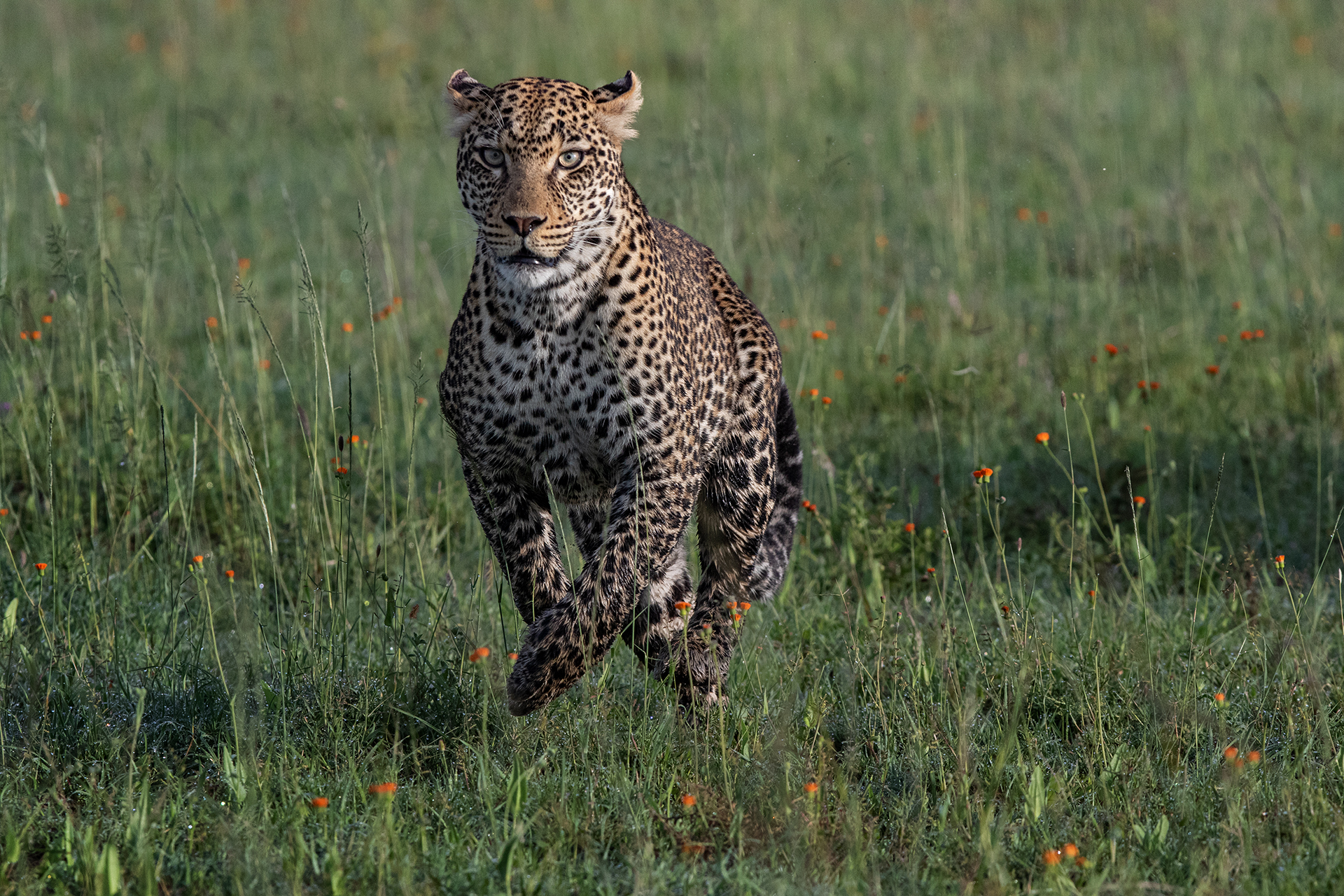 La corsa del leopardo